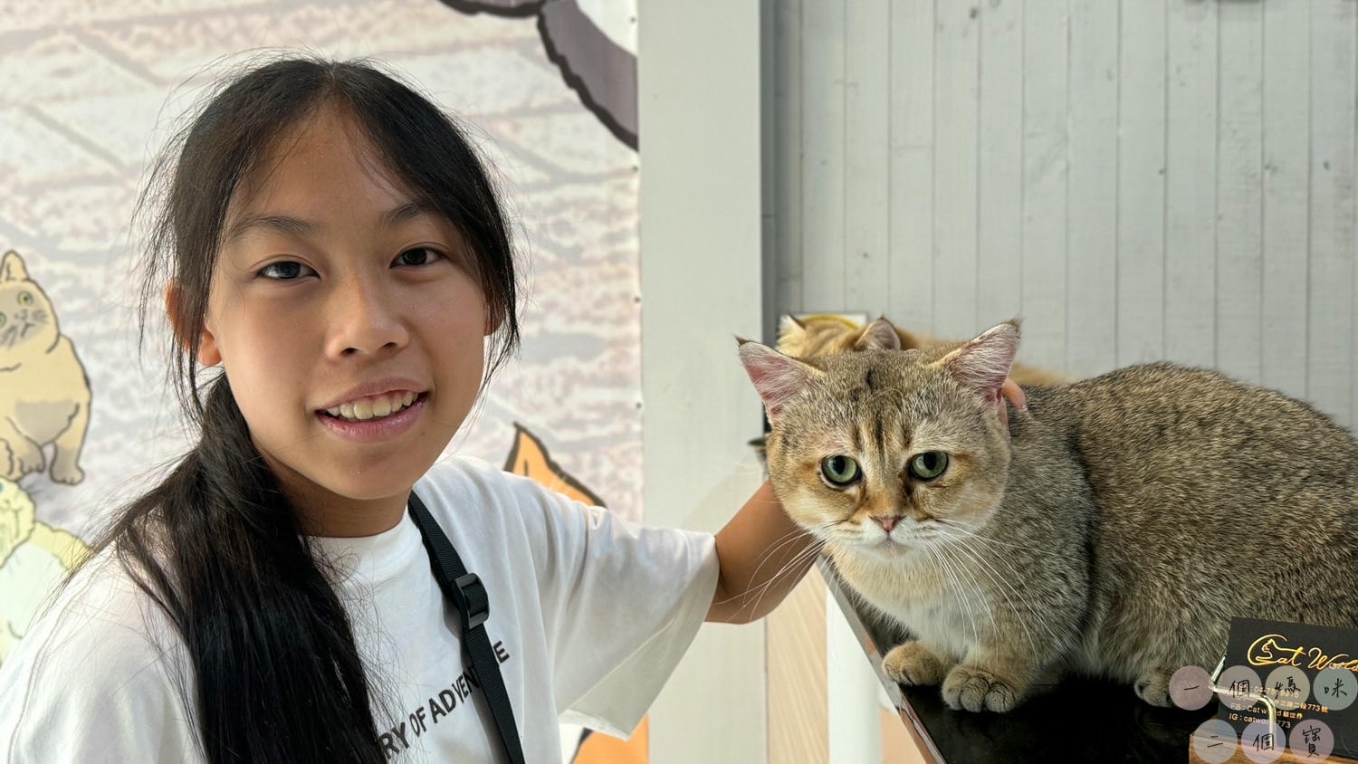 彰化|Cat World 貓世界》貓奴最愛的咖啡廳,將近五十隻品種貓親密互動,與貓咪享受下午茶時光! - 第6張圖 Cat World 貓世界
