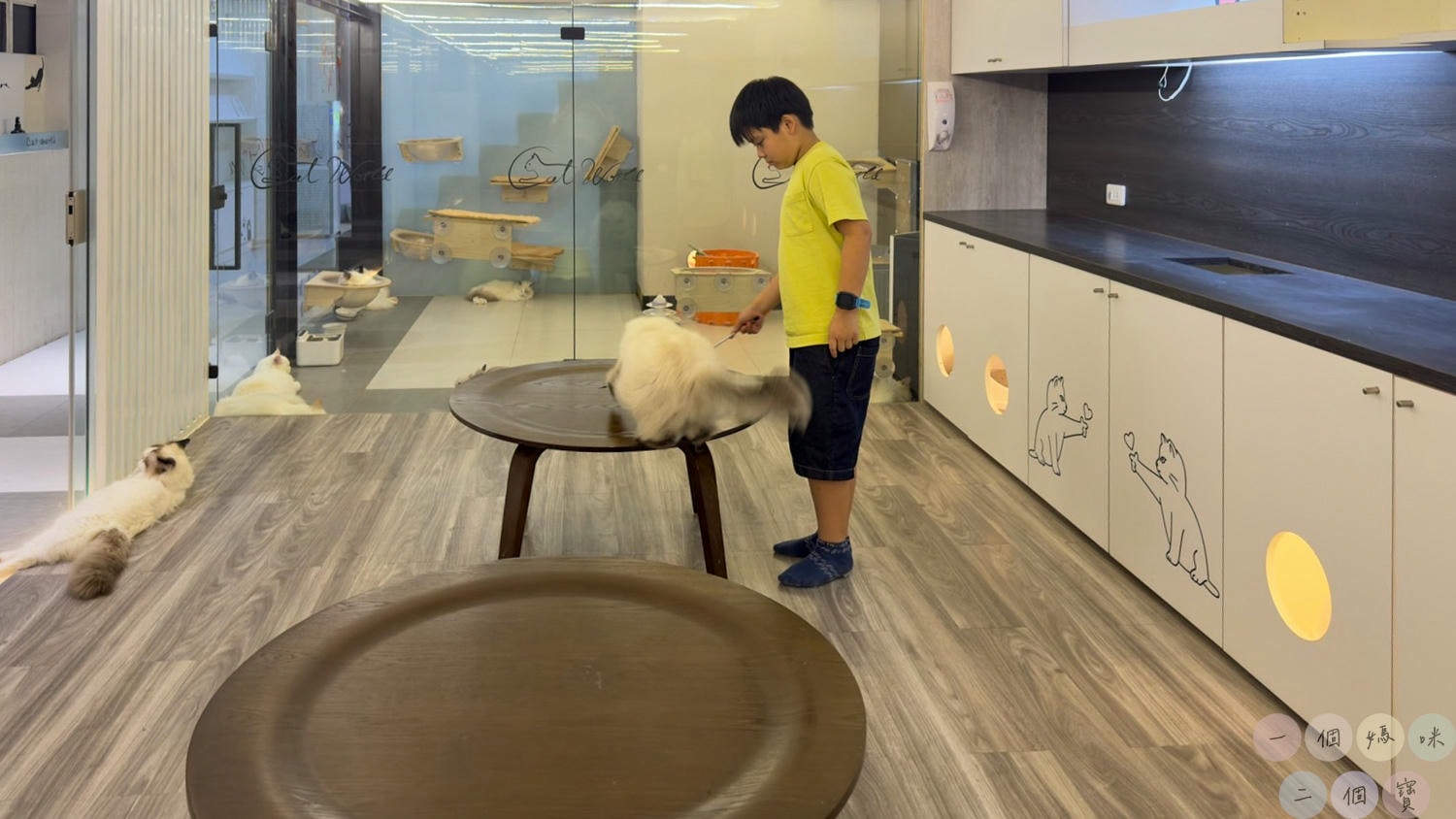 彰化|Cat World 貓世界》貓奴最愛的咖啡廳,將近五十隻品種貓親密互動,與貓咪享受下午茶時光! - 第10張圖 貓世界 (33)