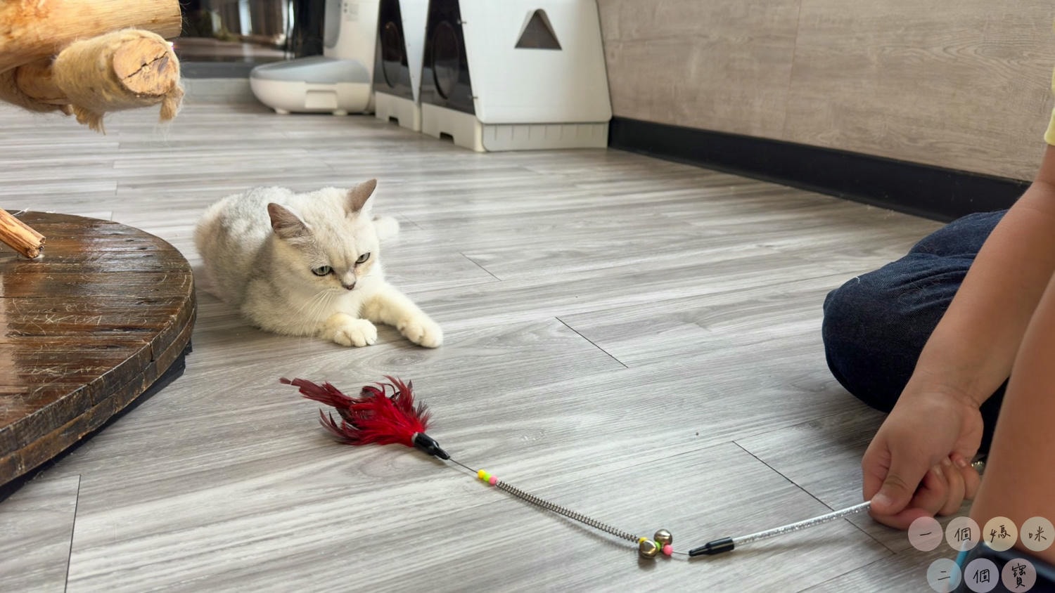 彰化|Cat World 貓世界》貓奴最愛的咖啡廳,將近五十隻品種貓親密互動,與貓咪享受下午茶時光! - 第25張圖 貓世界 (43)