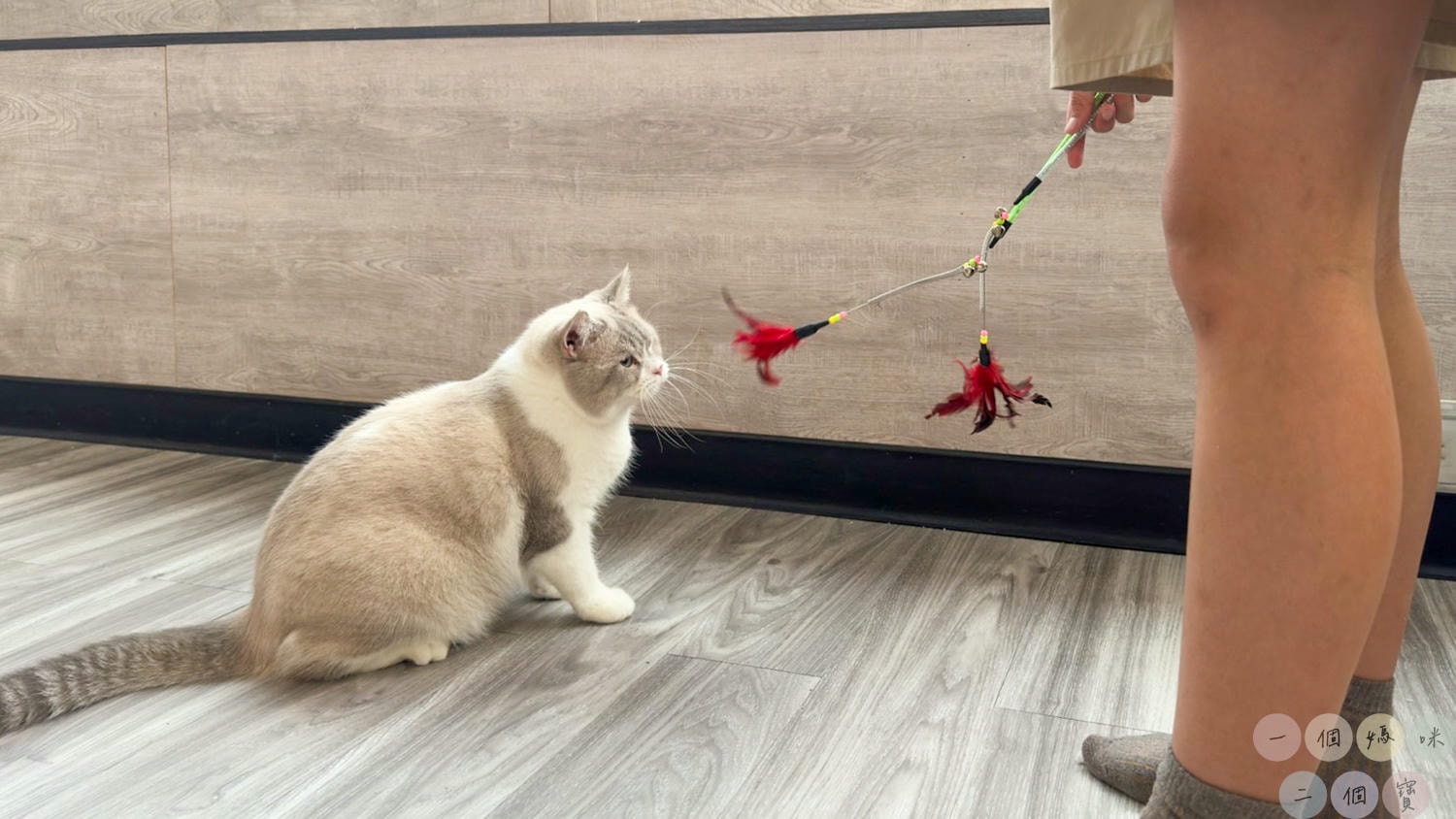 彰化|Cat World 貓世界》貓奴最愛的咖啡廳,將近五十隻品種貓親密互動,與貓咪享受下午茶時光! - 第24張圖 貓世界 (45)