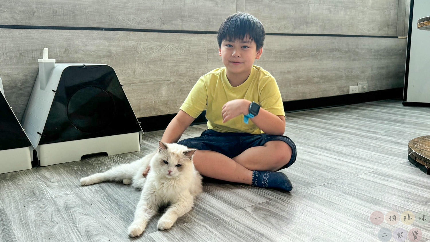 彰化|Cat World 貓世界》貓奴最愛的咖啡廳,將近五十隻品種貓親密互動,與貓咪享受下午茶時光! - 第18張圖 貓世界 (48)
