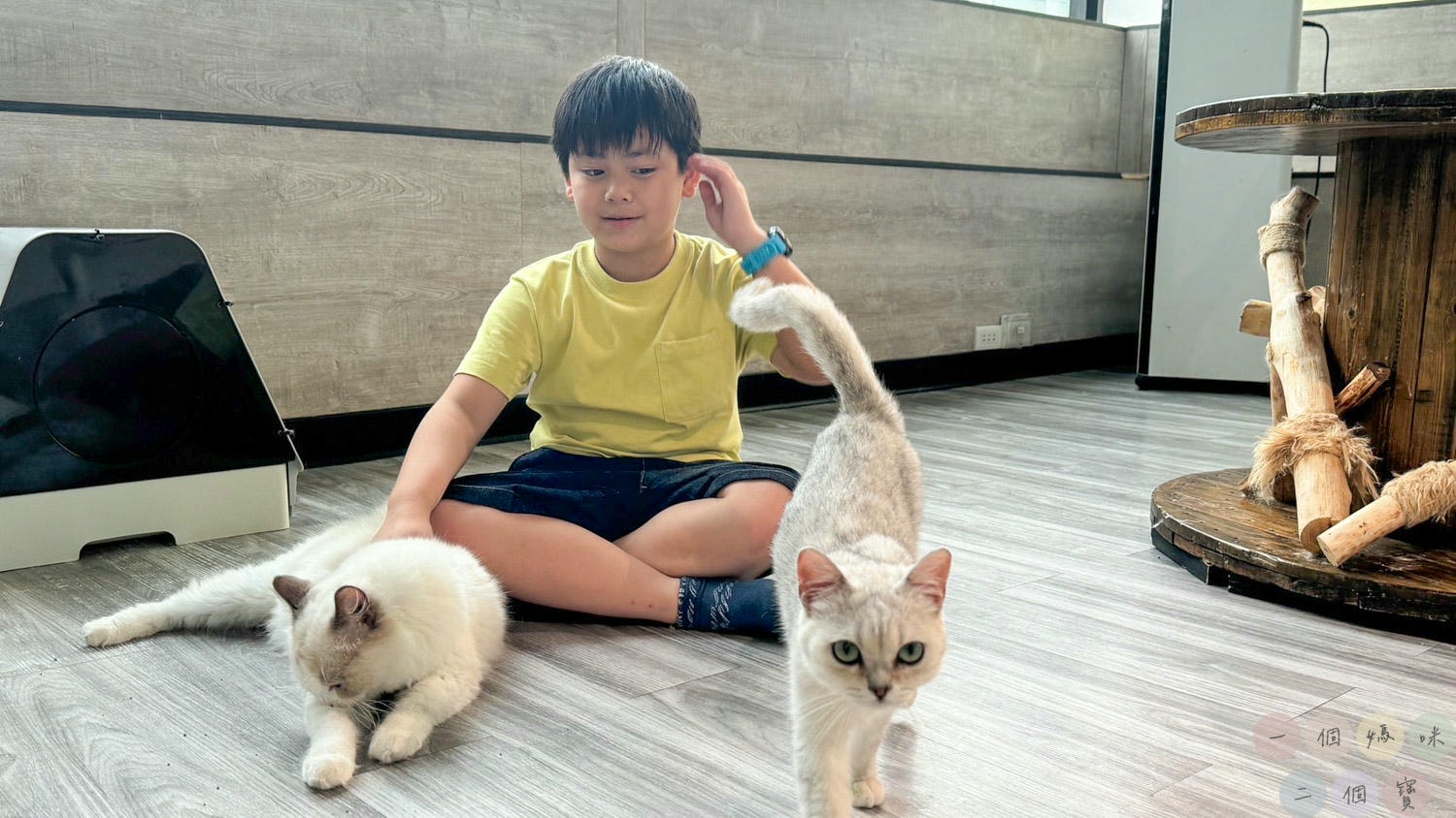 彰化|Cat World 貓世界》貓奴最愛的咖啡廳,將近五十隻品種貓親密互動,與貓咪享受下午茶時光! - 第17張圖 貓世界 (49)