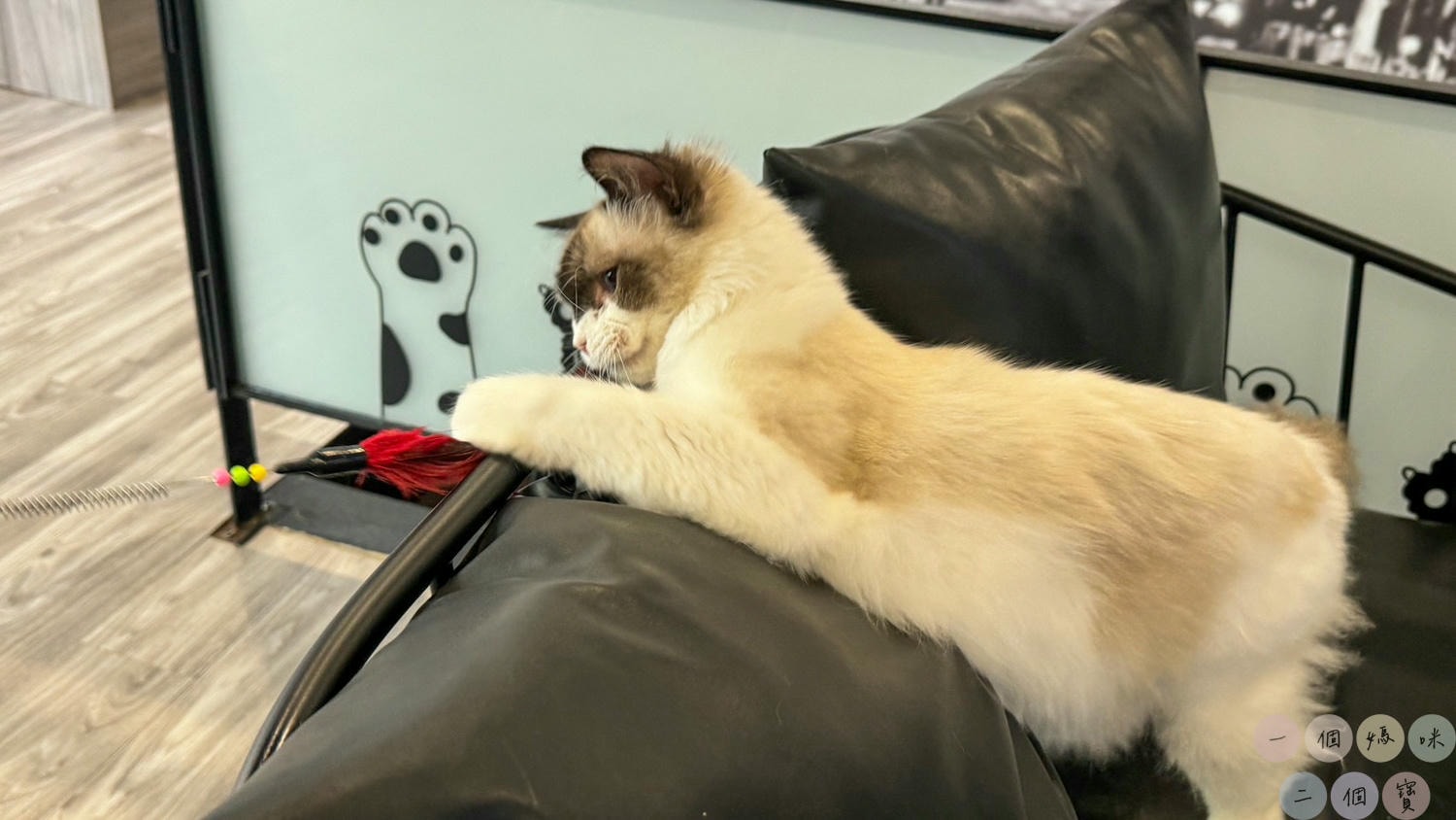 彰化|Cat World 貓世界》貓奴最愛的咖啡廳,將近五十隻品種貓親密互動,與貓咪享受下午茶時光! - 第26張圖 貓世界 (50)