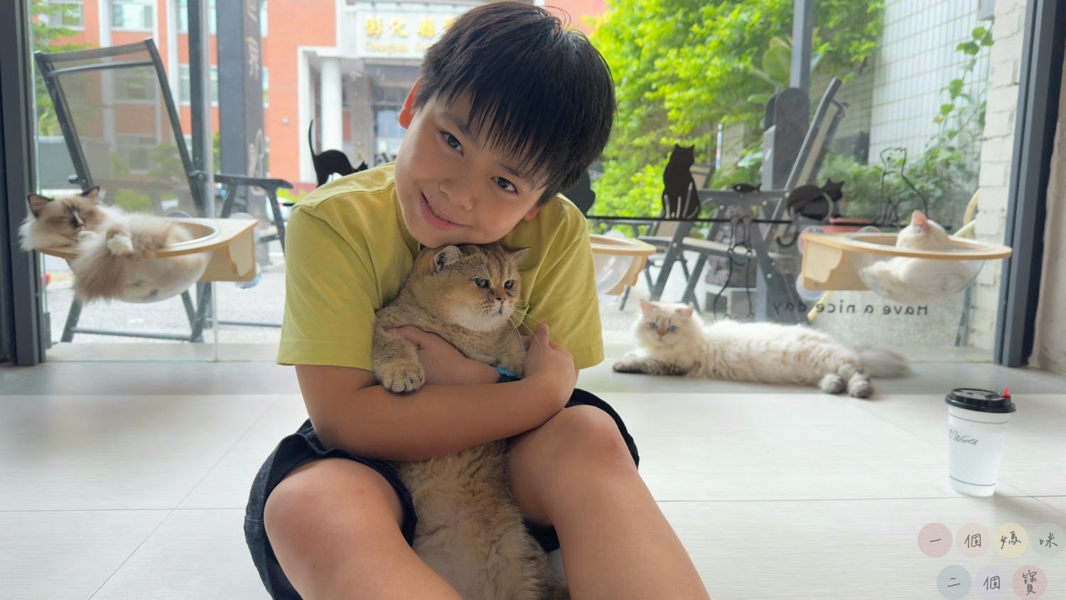 彰化|Cat World 貓世界》貓奴最愛的咖啡廳,將近五十隻品種貓親密互動,與貓咪享受下午茶時光! - 第8張圖 貓世界 (6)