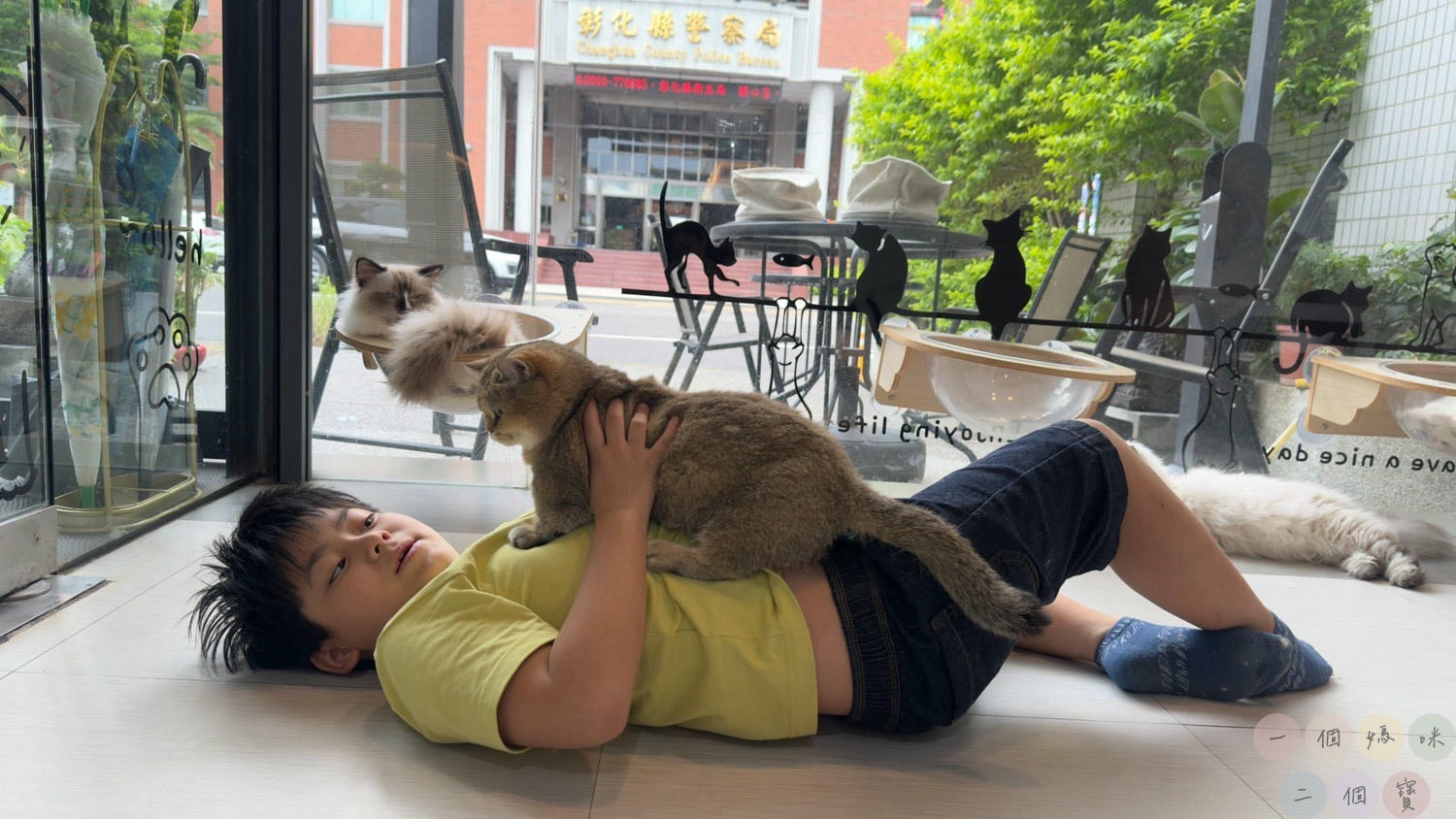 彰化|Cat World 貓世界》貓奴最愛的咖啡廳,將近五十隻品種貓親密互動,與貓咪享受下午茶時光! - 第7張圖 Cat World 貓世界