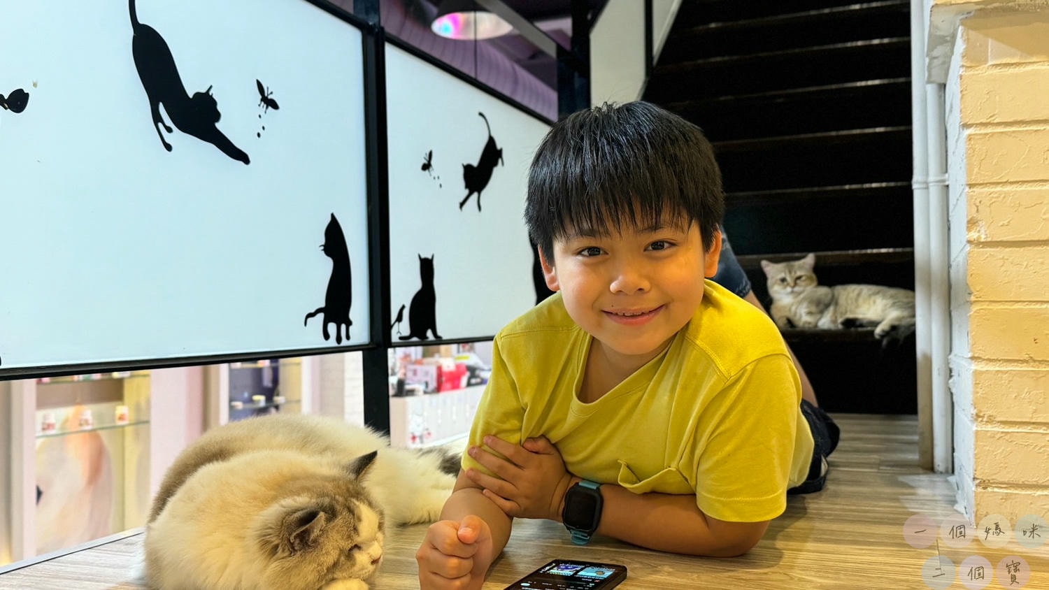 彰化|Cat World 貓世界》貓奴最愛的咖啡廳,將近五十隻品種貓親密互動,與貓咪享受下午茶時光! - 第28張圖 貓世界 (9)