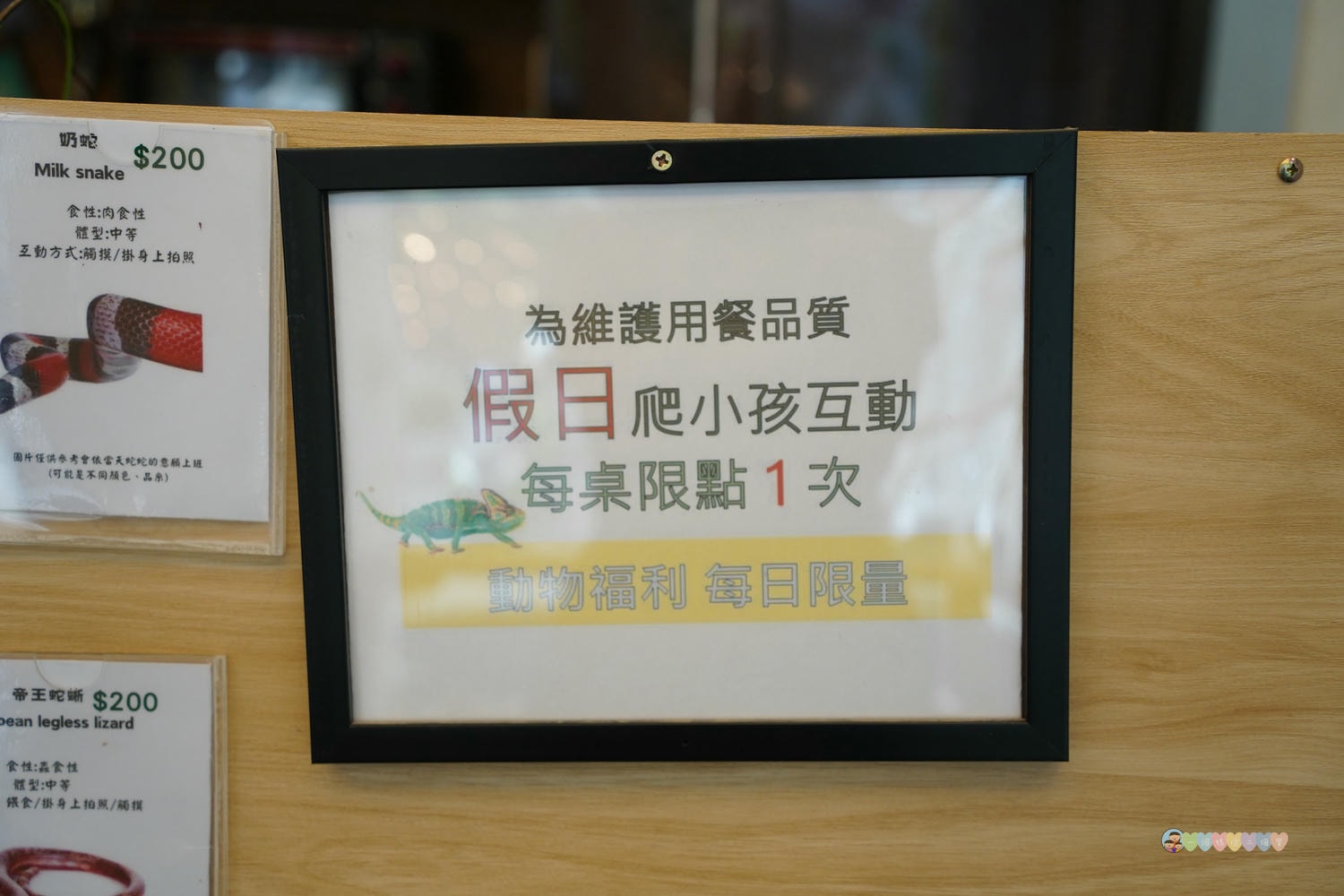 胖鬣蜥城市特寵餐廳 (10)