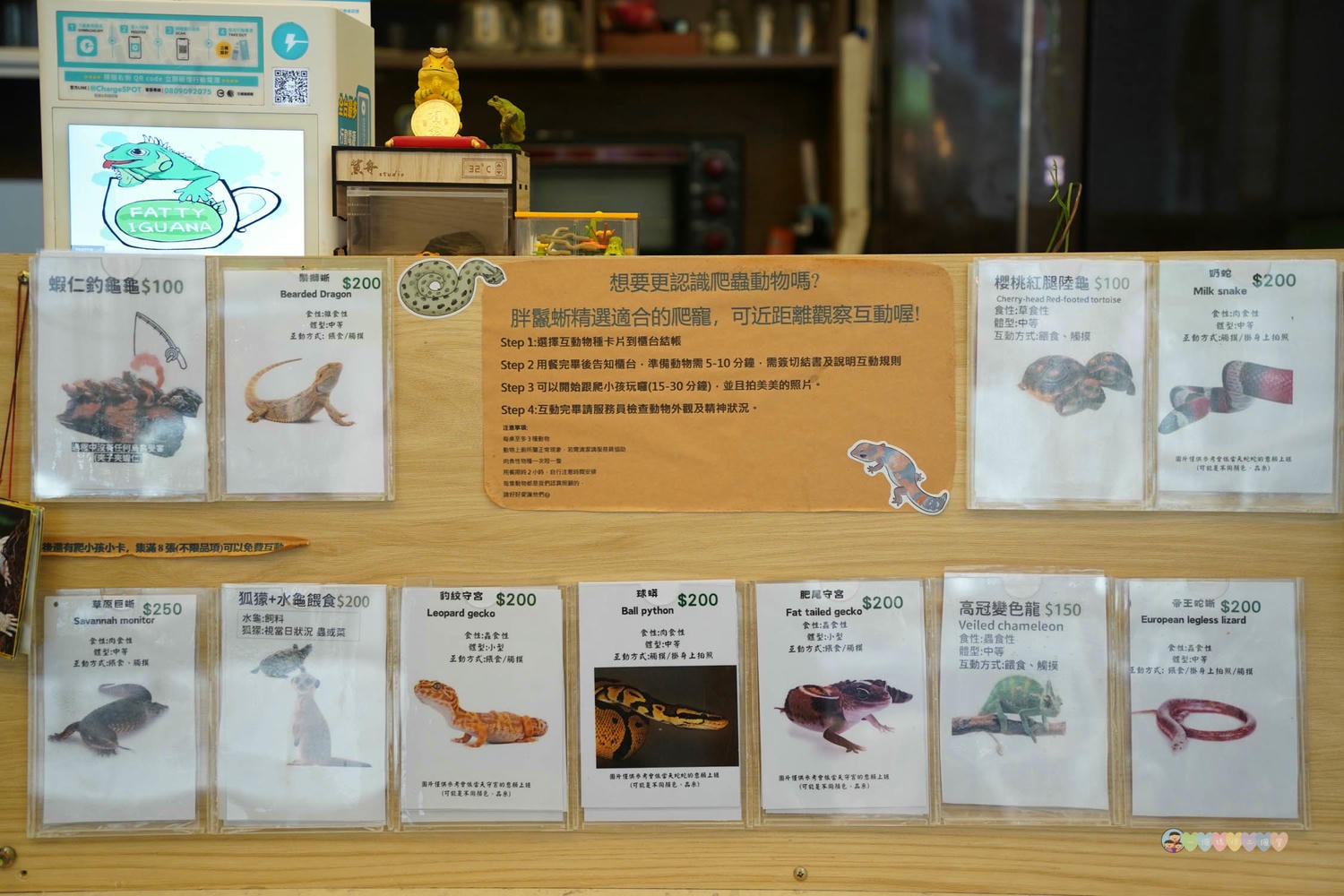 胖鬣蜥城市特寵餐廳 (18)