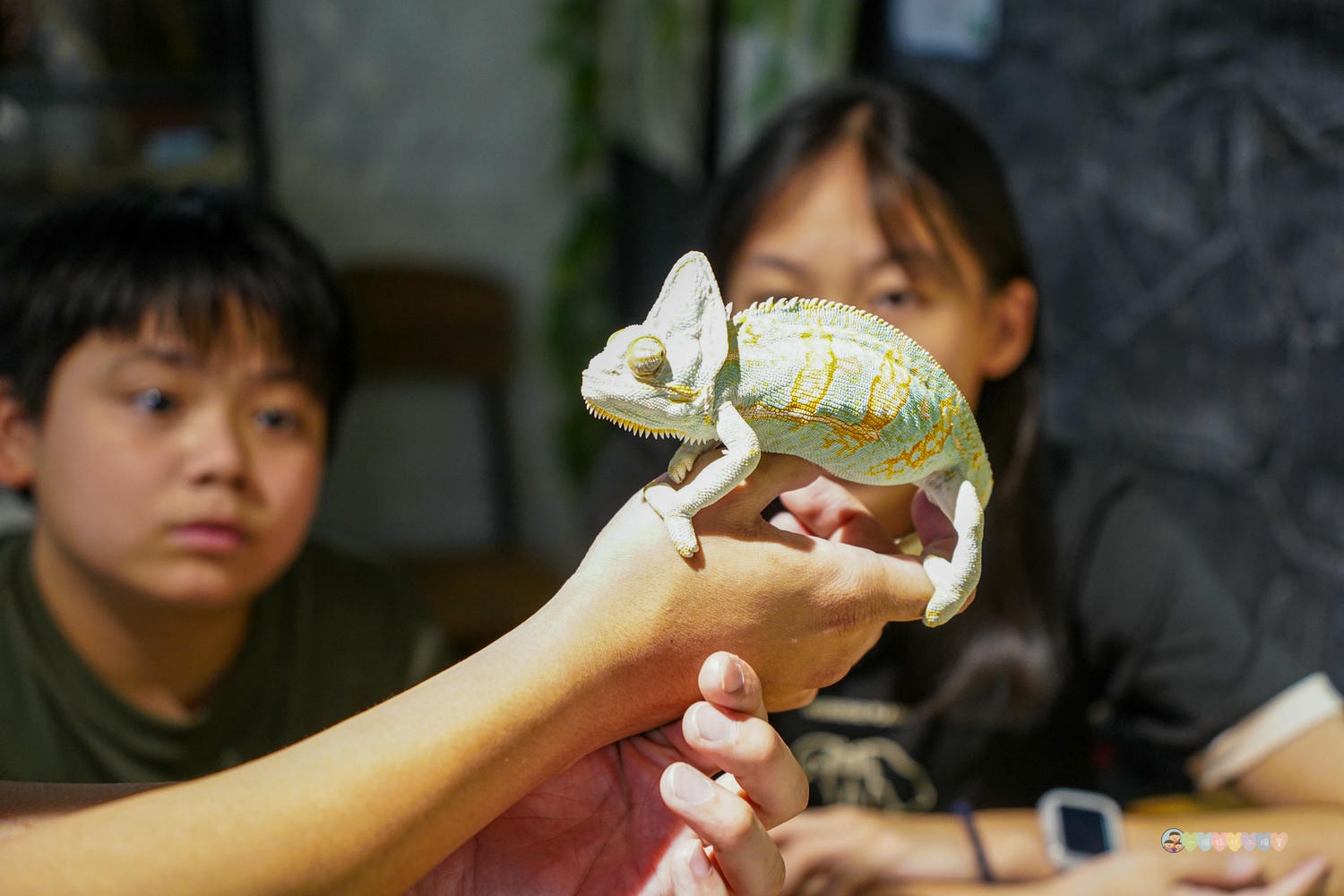 胖鬣蜥城市特寵餐廳 (85)