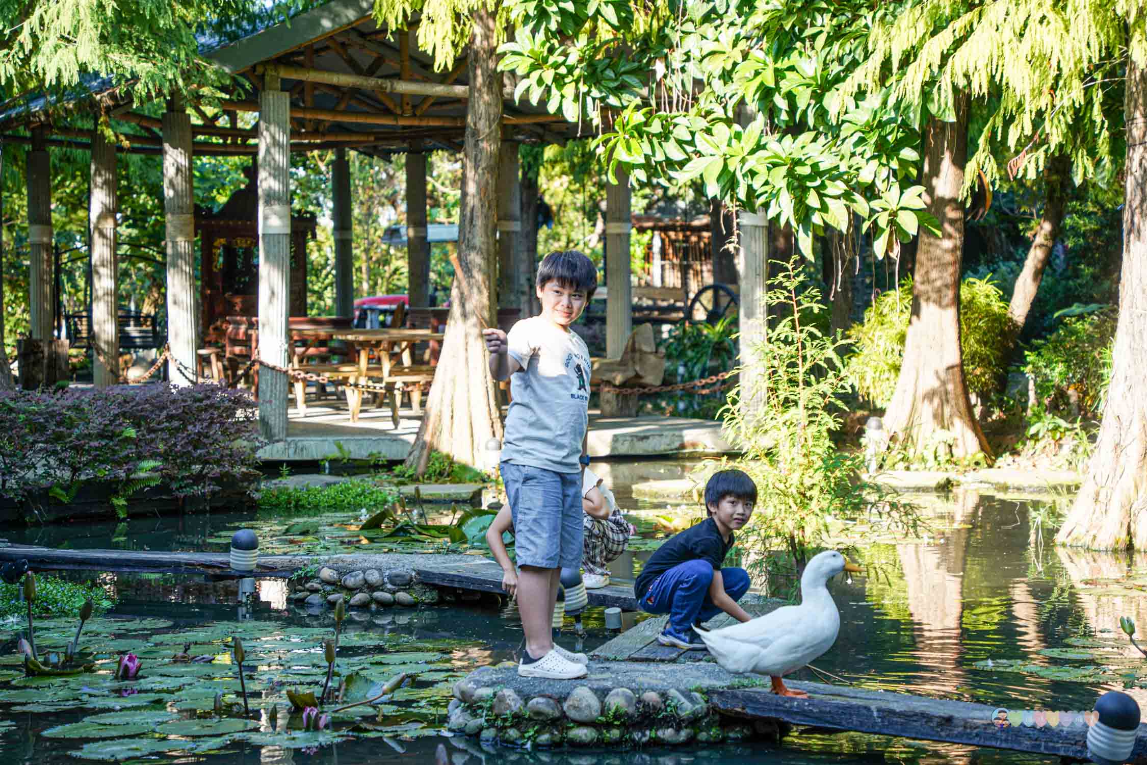 台中|田寮農莊》隱藏都市內,台中南屯古色農園景觀餐廳,隨時能吃到辦桌手路菜,欣賞落羽松與大片蓮池,寵物友善。 - 第26張圖 田寮農莊 小動物 (10)