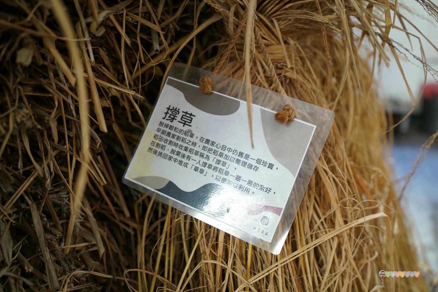 台中|田寮農莊》隱藏都市內,台中南屯古色農園景觀餐廳,隨時能吃到辦桌手路菜,欣賞落羽松與大片蓮池,寵物友善。 - 第75張圖 田寮農莊 環境 (11)