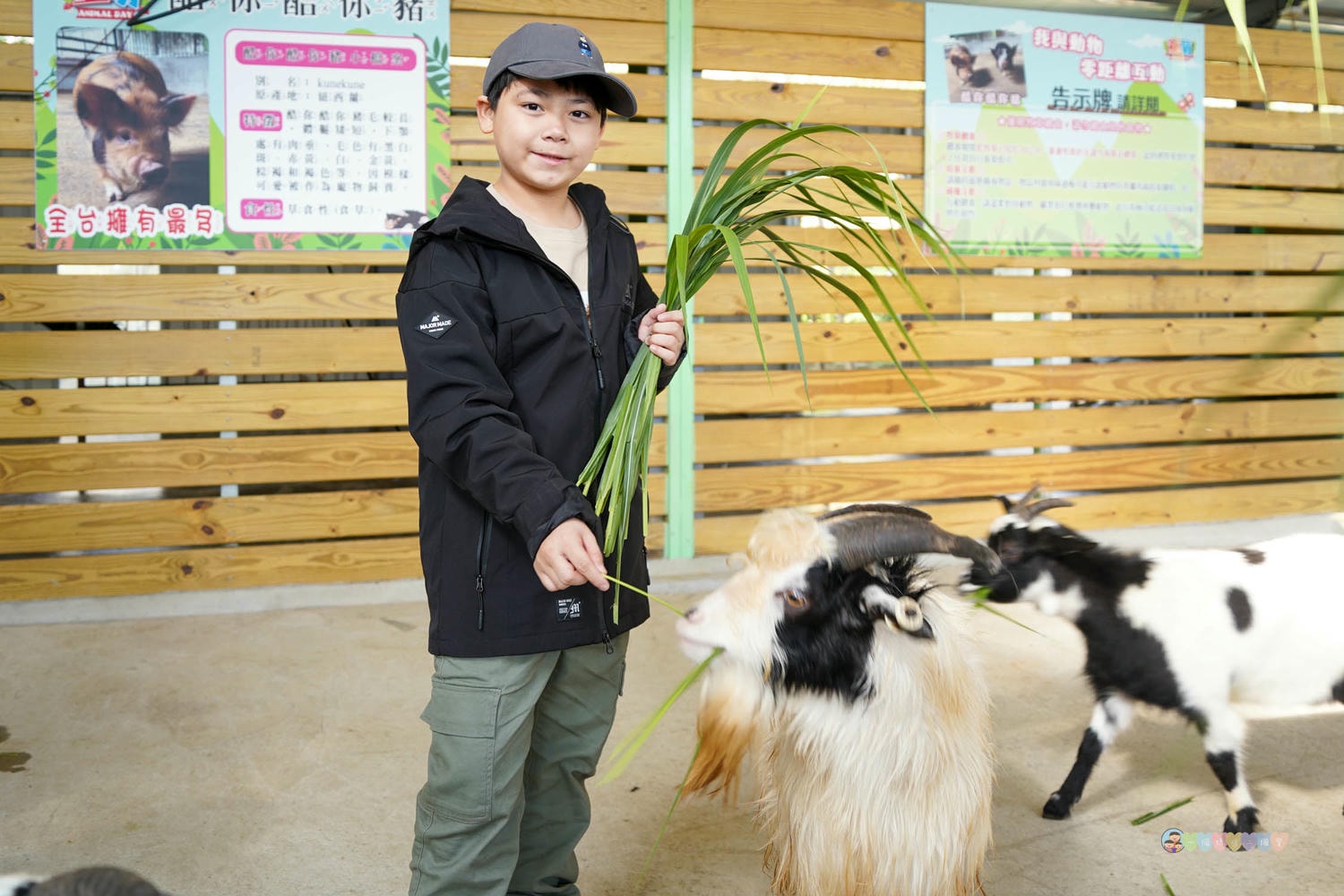 苗栗|童萌農場》苗栗大湖最新景點!全新親子農場,十種以上小動物,酷你酷你豬、斑點駱馬,罕見可愛動物,牧草無限拿。 - 第40張圖 童萌農場 (39)