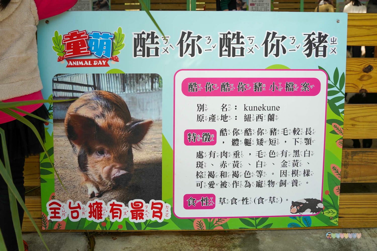 苗栗|童萌農場》苗栗大湖最新景點!全新親子農場,十種以上小動物,酷你酷你豬、斑點駱馬,罕見可愛動物,牧草無限拿。 - 第43張圖 童萌農場 (45)