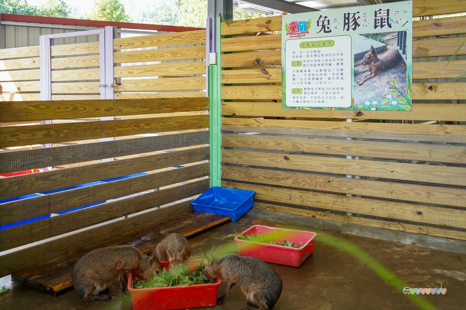 苗栗|童萌農場》苗栗大湖最新景點!全新親子農場,十種以上小動物,酷你酷你豬、斑點駱馬,罕見可愛動物,牧草無限拿。 - 第48張圖 童萌農場 (47)