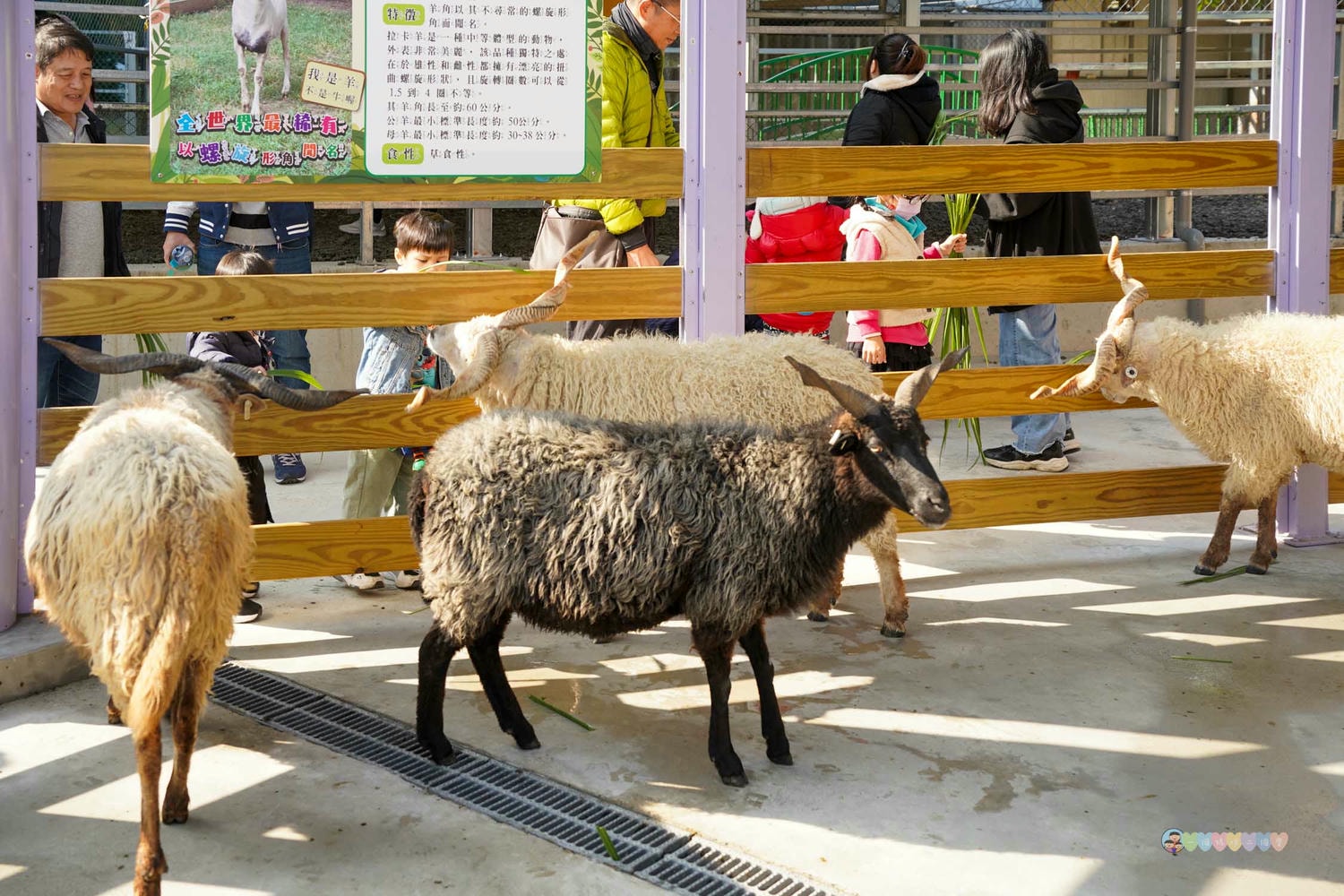 苗栗|童萌農場》苗栗大湖最新景點!全新親子農場,十種以上小動物,酷你酷你豬、斑點駱馬,罕見可愛動物,牧草無限拿。 - 第51張圖 童萌農場 (55)