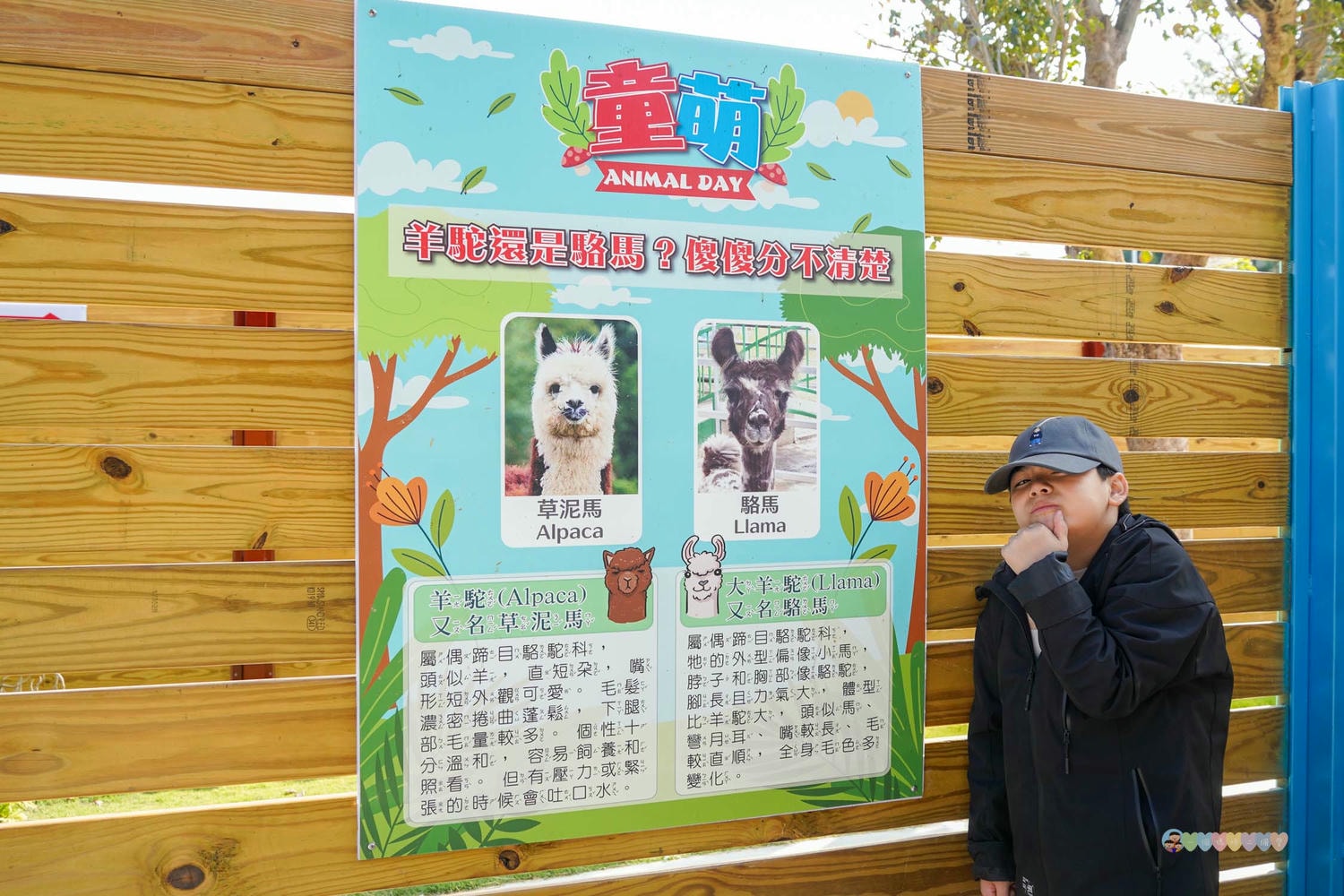苗栗|童萌農場》苗栗大湖最新景點!全新親子農場,十種以上小動物,酷你酷你豬、斑點駱馬,罕見可愛動物,牧草無限拿。 - 第29張圖 童萌農場 (62)