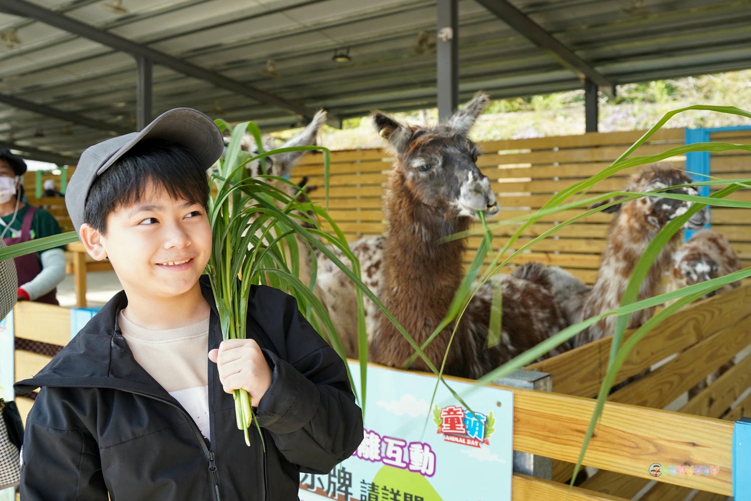 苗栗|童萌農場》苗栗大湖最新景點!全新親子農場,十種以上小動物,酷你酷你豬、斑點駱馬,罕見可愛動物,牧草無限拿。 - 第28張圖 童萌農場 (63)