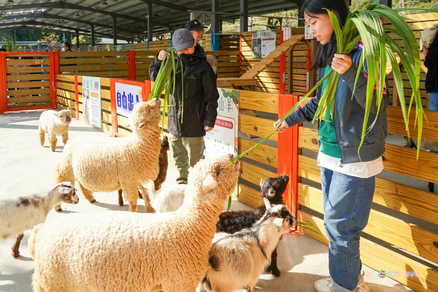 苗栗|童萌農場》苗栗大湖最新景點!全新親子農場,十種以上小動物,酷你酷你豬、斑點駱馬,罕見可愛動物,牧草無限拿。 - 第20張圖 童萌農場 (8)