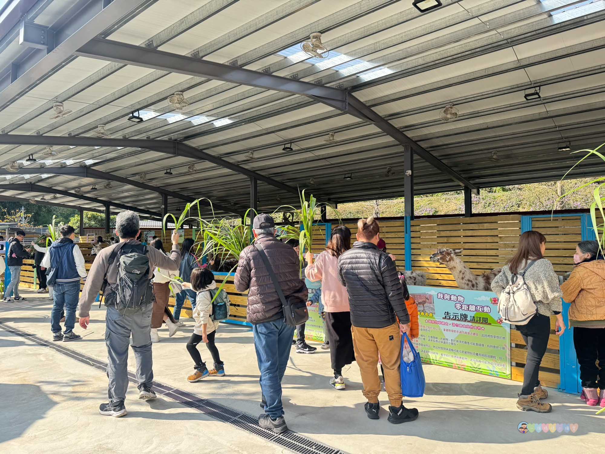 苗栗|童萌農場》苗栗大湖最新景點!全新親子農場,十種以上小動物,酷你酷你豬、斑點駱馬,罕見可愛動物,牧草無限拿。 - 第13張圖 童萌農場 (84)