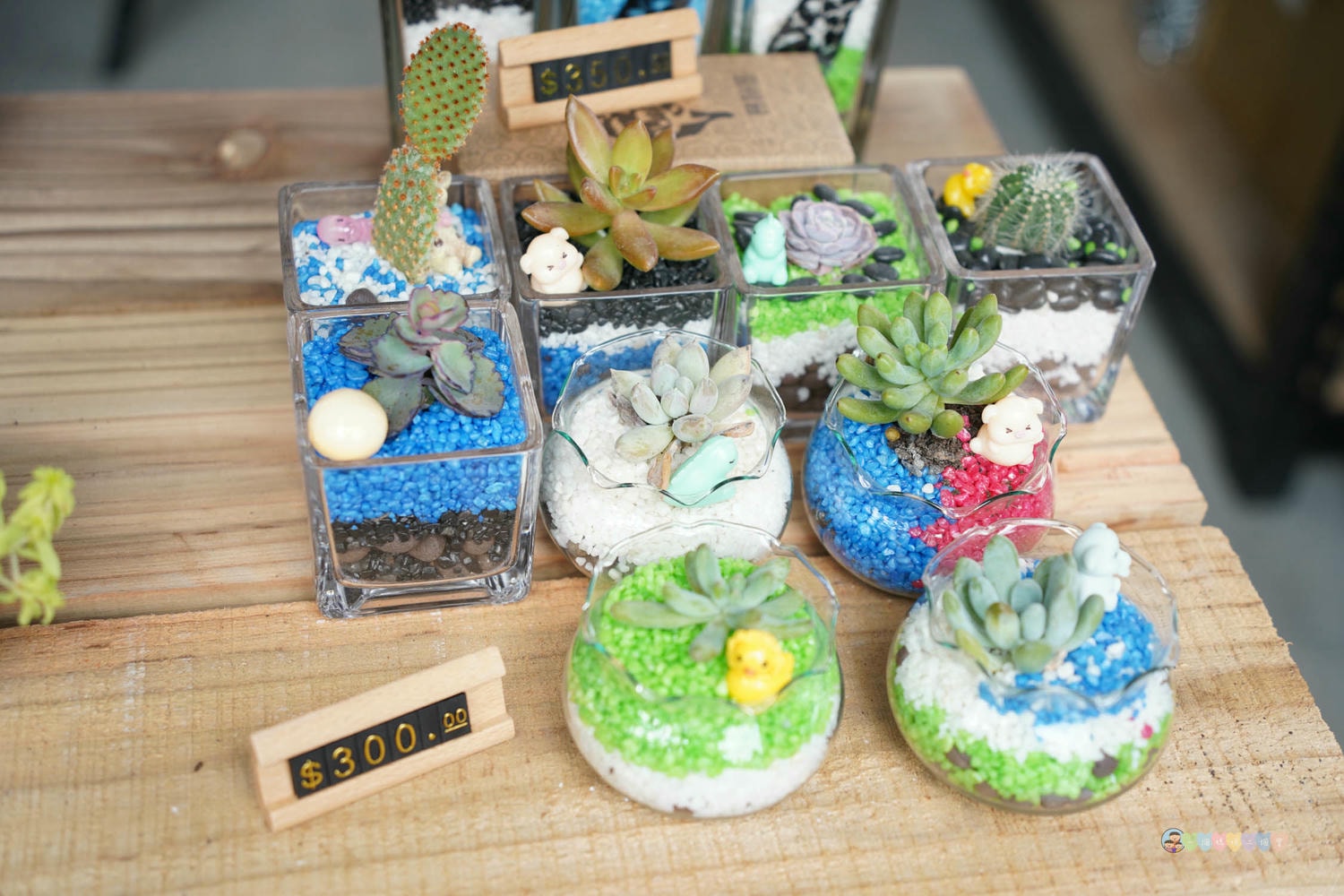 南投|鹿芝谷生態景觀園區》南投最新景點!門票全額折抵,迷人山景與可愛動物區,瓦來黑鼻羊、水豚君、玩沙區、多肉植物體驗區。 - 第52張圖 鹿芝谷生態景觀園區 (17)