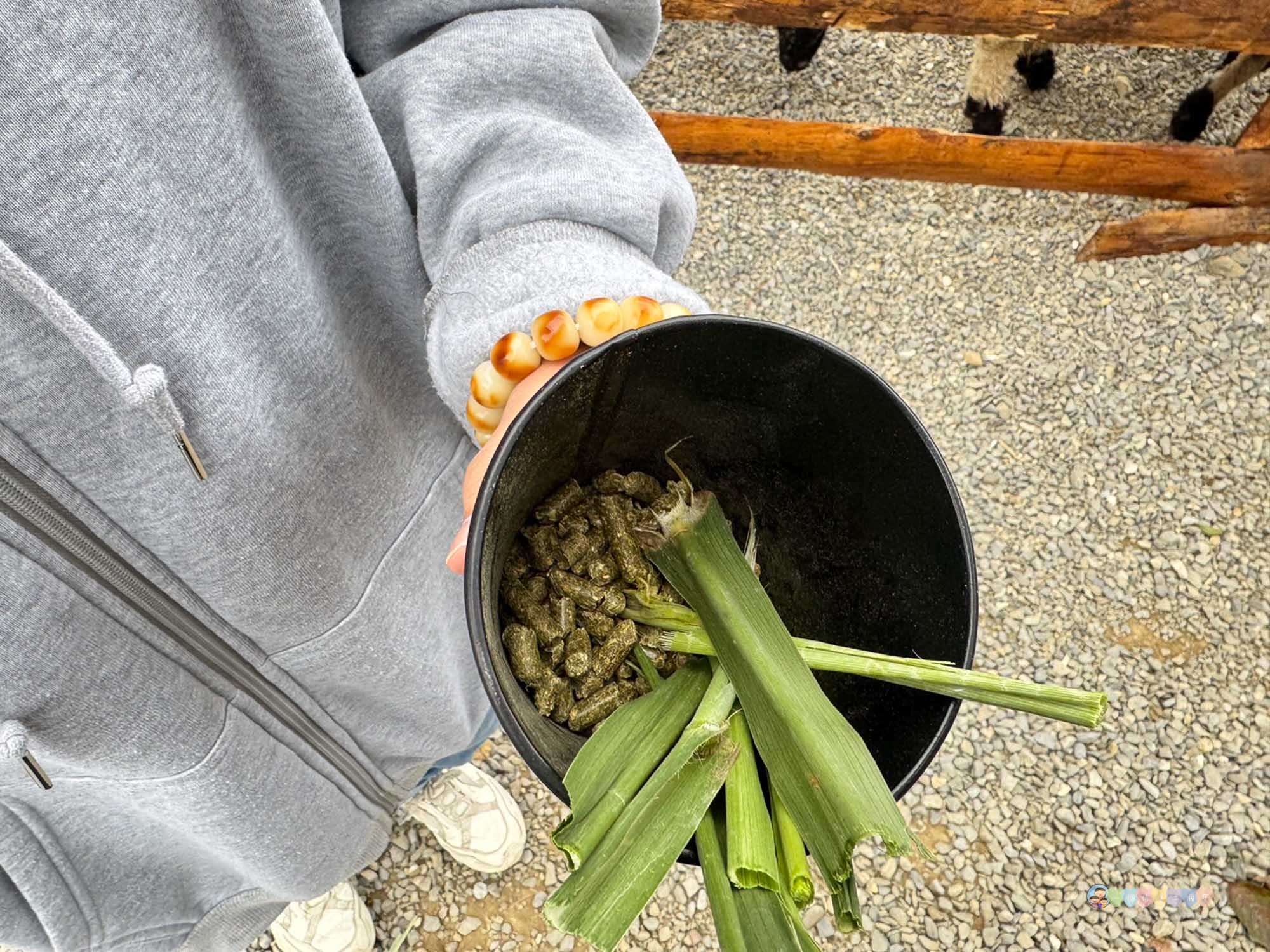 南投|鹿芝谷生態景觀園區》南投最新景點!門票全額折抵,迷人山景與可愛動物區,瓦來黑鼻羊、水豚君、玩沙區、多肉植物體驗區。 - 第15張圖 鹿芝谷生態景觀園區 (63)