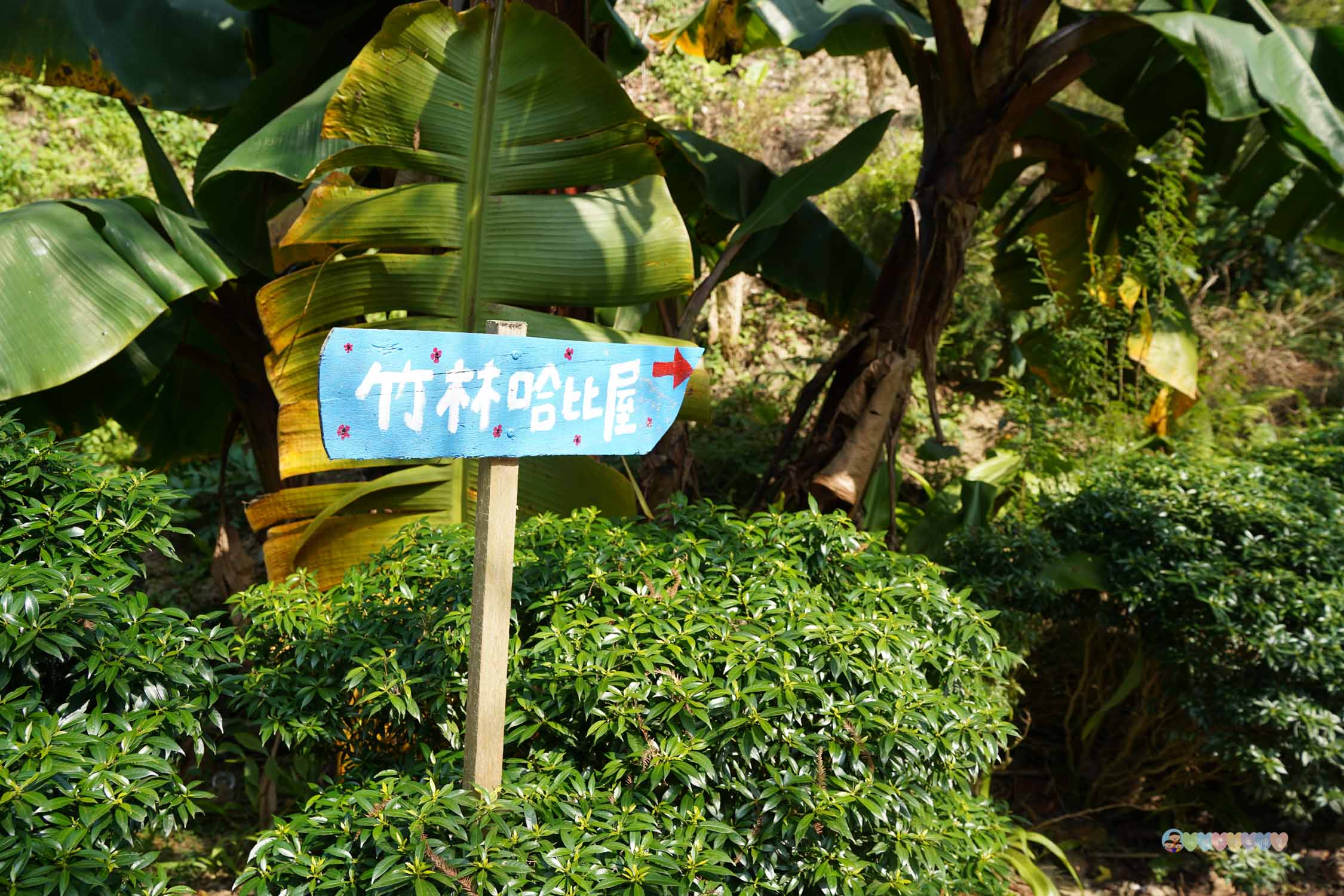 苗栗|哈比丘茶樹森林》苗栗銅鑼景點,寵物友善!美拍空中鞦韆、超萌水豚、笑笑羊,苗栗秘境哈比屋。 - 第12張圖