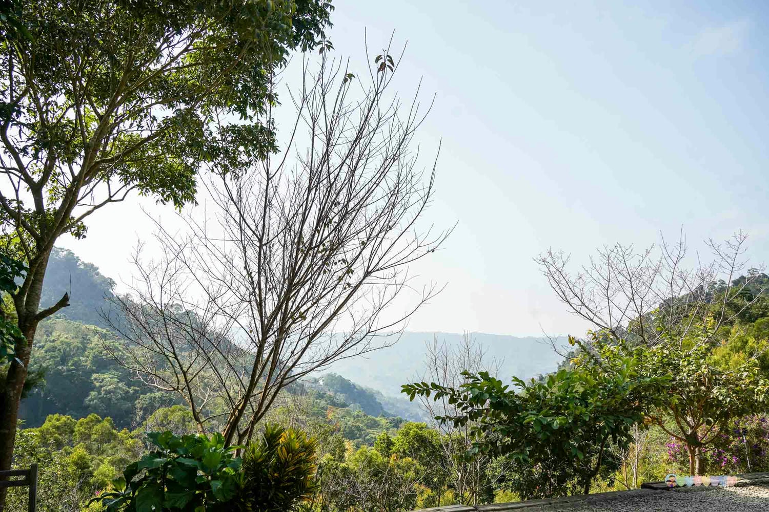 苗栗|哈比丘茶樹森林》苗栗銅鑼景點,寵物友善!美拍空中鞦韆、超萌水豚、笑笑羊,苗栗秘境哈比屋。 - 第34張圖