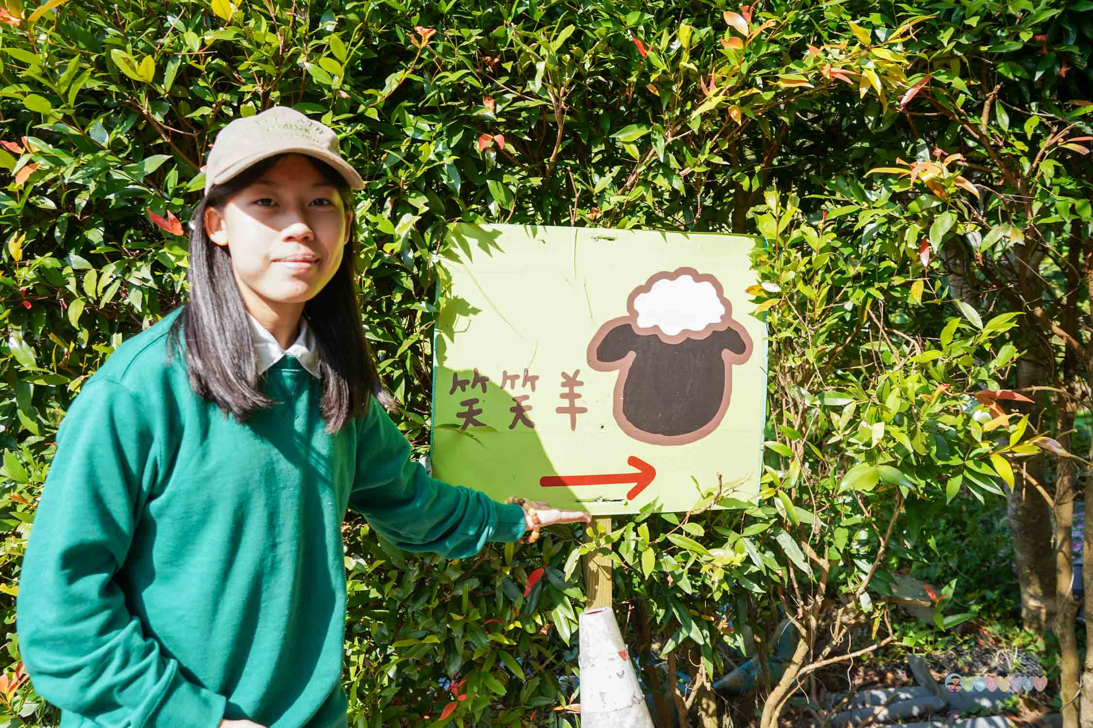 苗栗|哈比丘茶樹森林》苗栗銅鑼景點,寵物友善!美拍空中鞦韆、超萌水豚、笑笑羊,苗栗秘境哈比屋。 - 第25張圖
