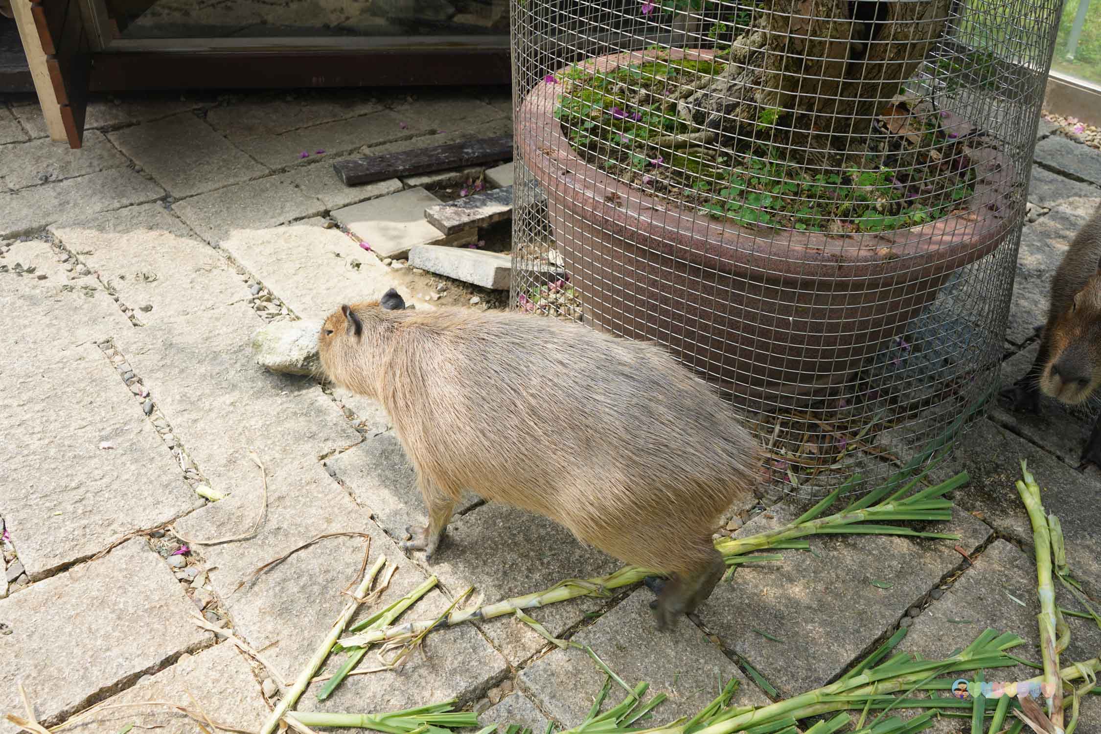 桃園|蘇家莊園》2025門票資訊,萬坪莊園,南法建築風格,小型動物園,各種稀有可愛動物與龍貓巴士。 - 第24張圖