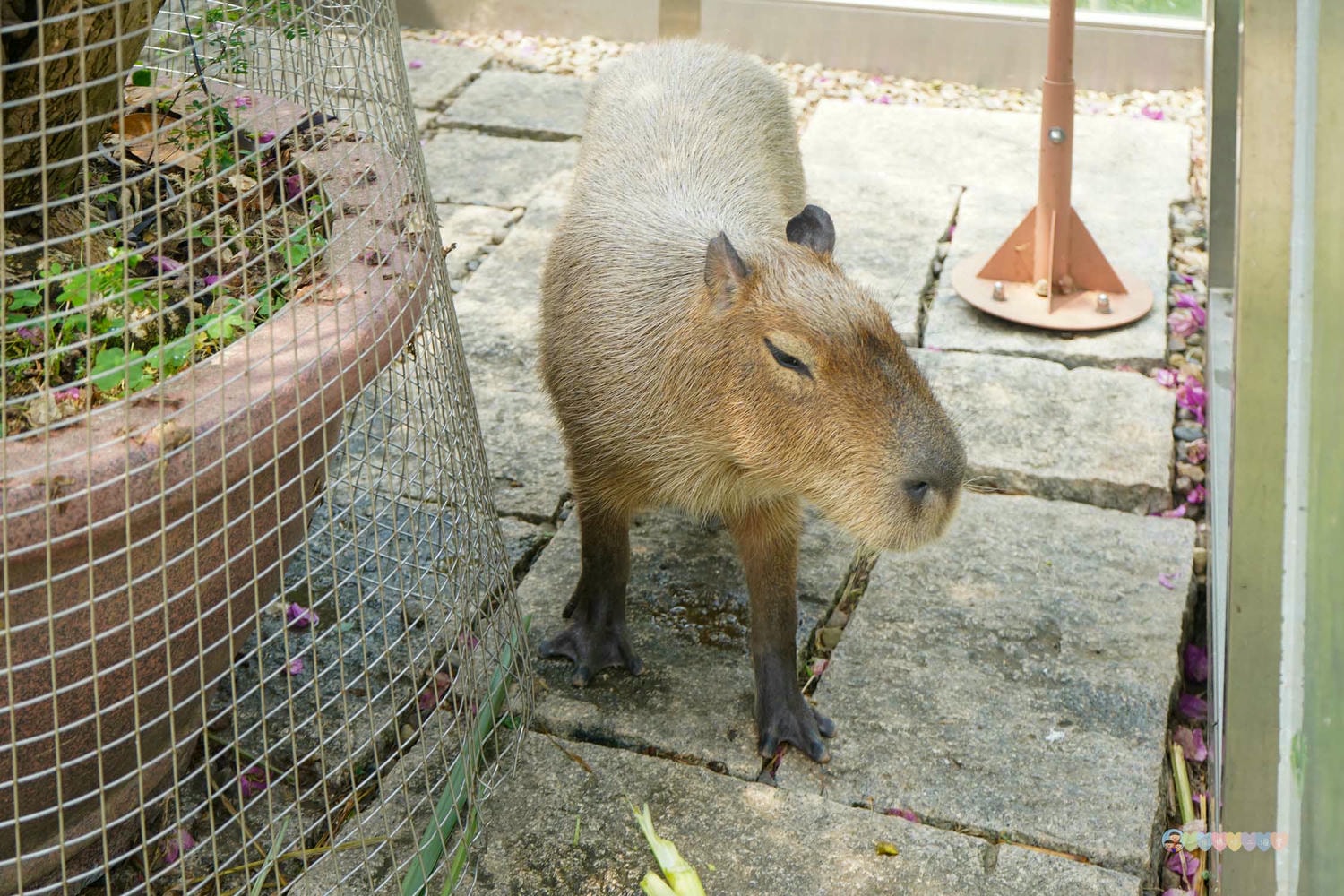 桃園|蘇家莊園》2025門票資訊,萬坪莊園,南法建築風格,小型動物園,各種稀有可愛動物與龍貓巴士。 - 第23張圖