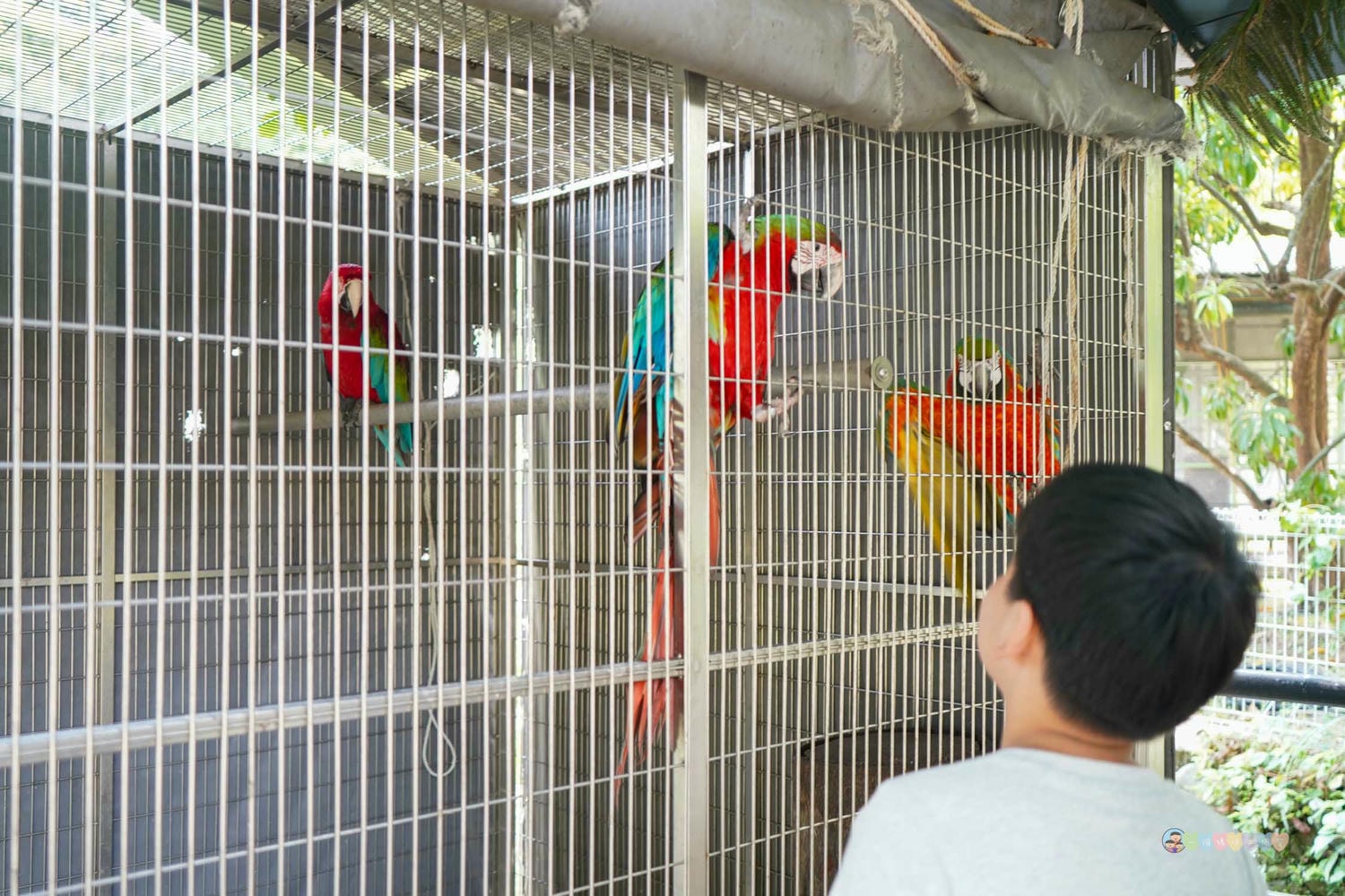 桃園|蘇家莊園》2025門票資訊,萬坪莊園,南法建築風格,小型動物園,各種稀有可愛動物與龍貓巴士。 - 第16張圖