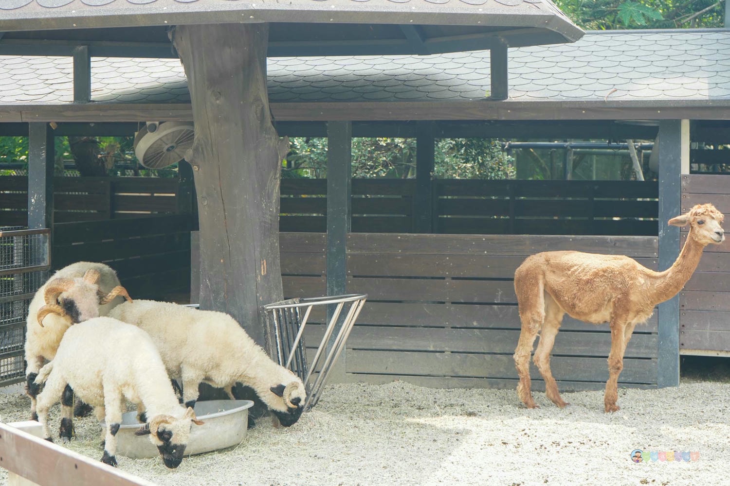 桃園|蘇家莊園》2025門票資訊,萬坪莊園,南法建築風格,小型動物園,各種稀有可愛動物與龍貓巴士。 - 第13張圖