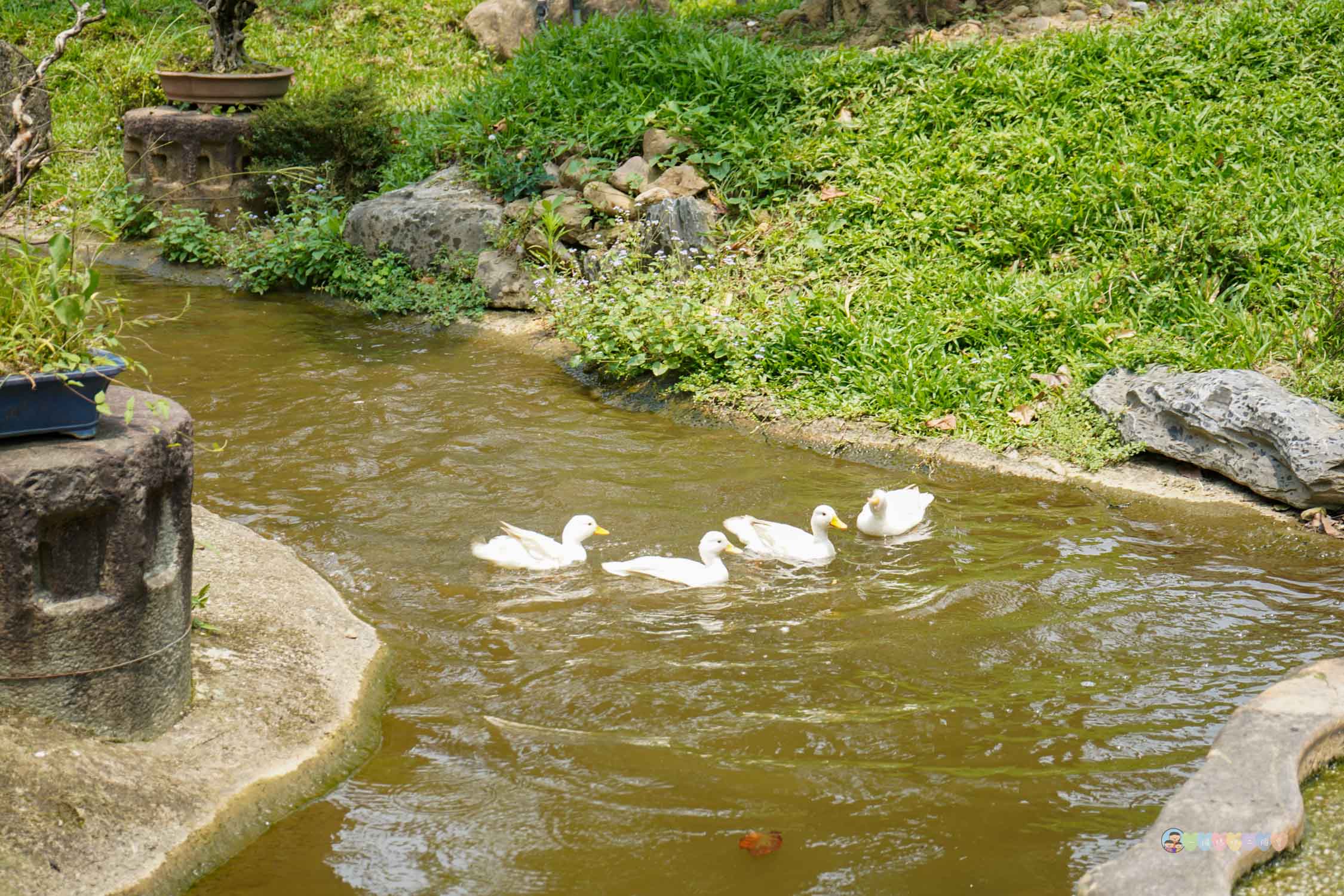 桃園|蘇家莊園》2025門票資訊,萬坪莊園,南法建築風格,小型動物園,各種稀有可愛動物與龍貓巴士。 - 第27張圖