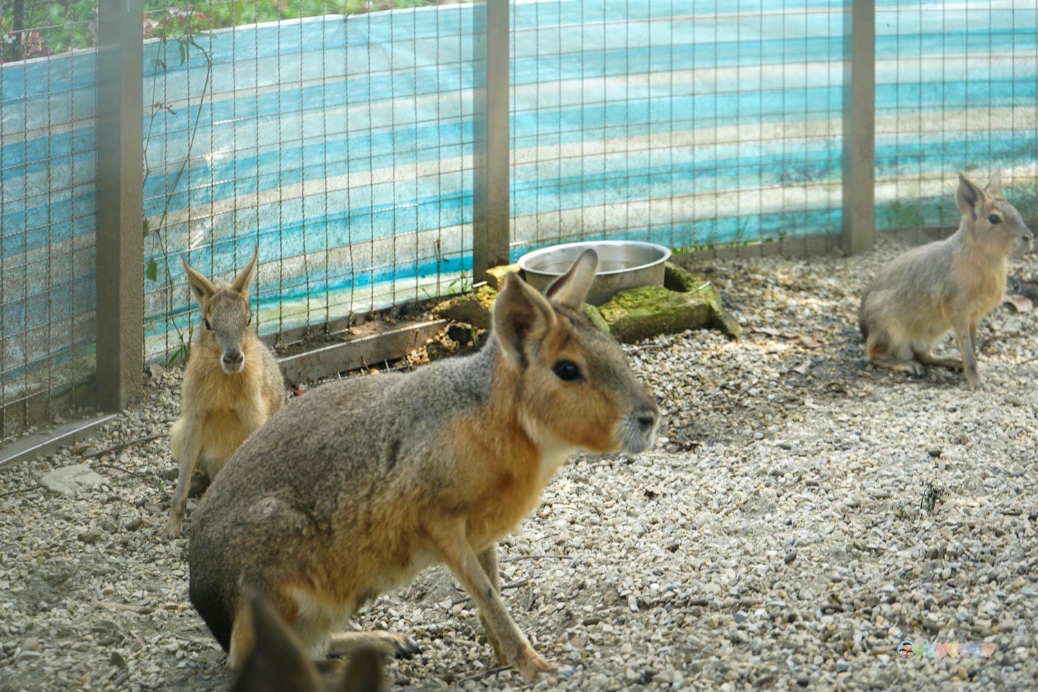 桃園|蘇家莊園》2025門票資訊,萬坪莊園,南法建築風格,小型動物園,各種稀有可愛動物與龍貓巴士。 - 第35張圖