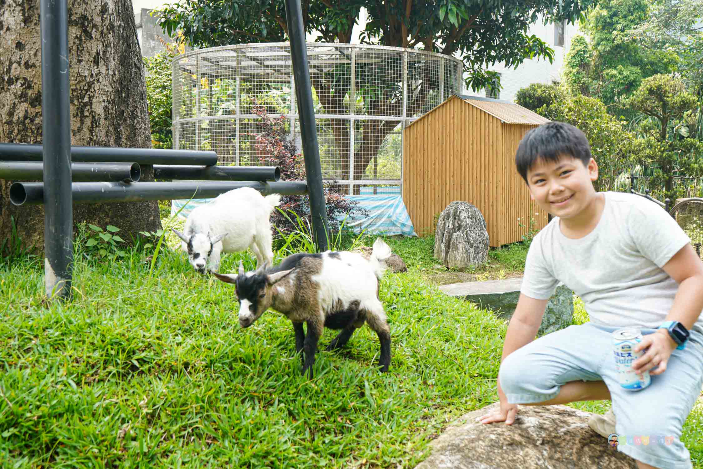桃園|蘇家莊園》2025門票資訊,萬坪莊園,南法建築風格,小型動物園,各種稀有可愛動物與龍貓巴士。 - 第30張圖