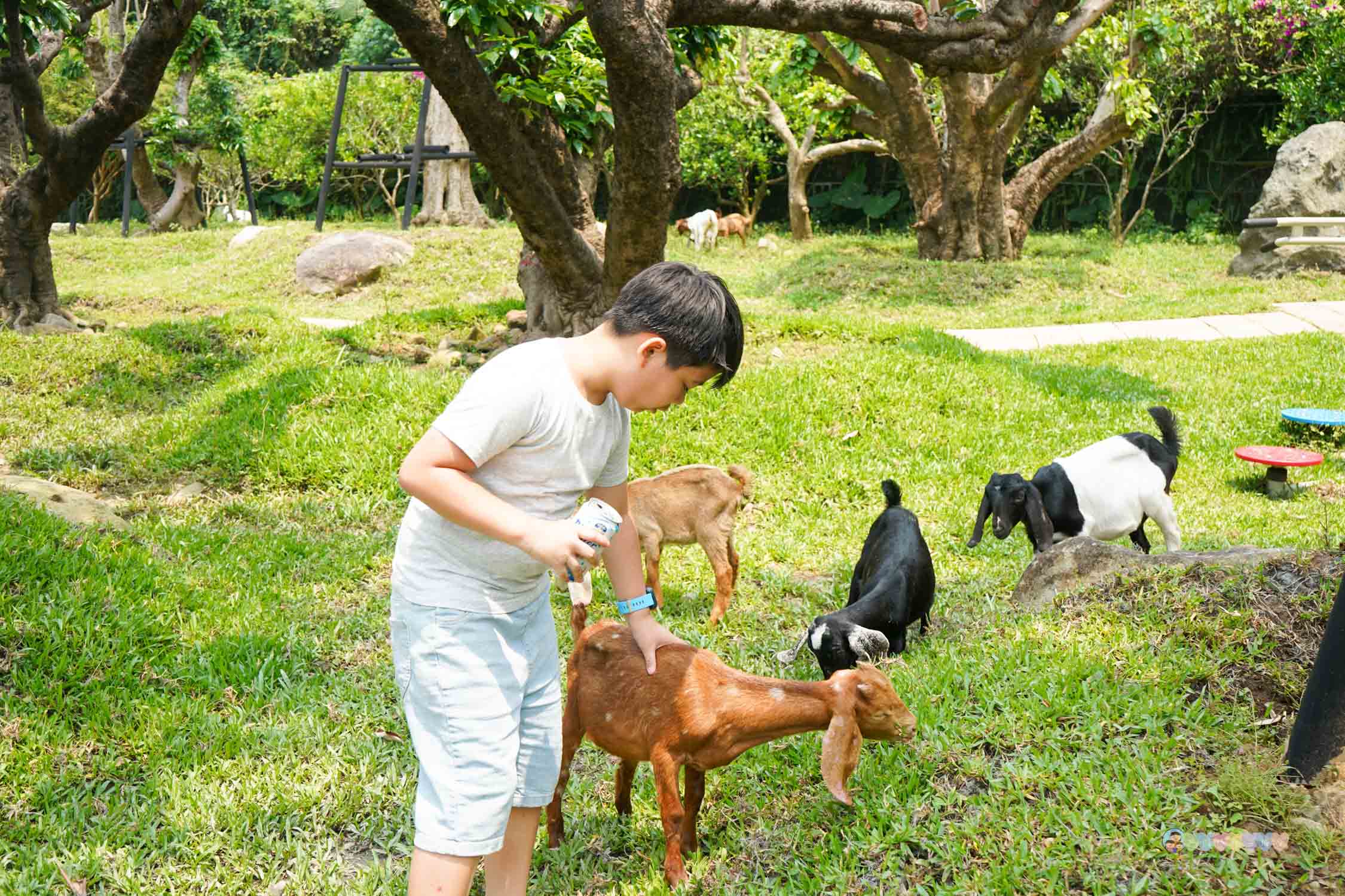 桃園|蘇家莊園》2025門票資訊,萬坪莊園,南法建築風格,小型動物園,各種稀有可愛動物與龍貓巴士。 - 第32張圖