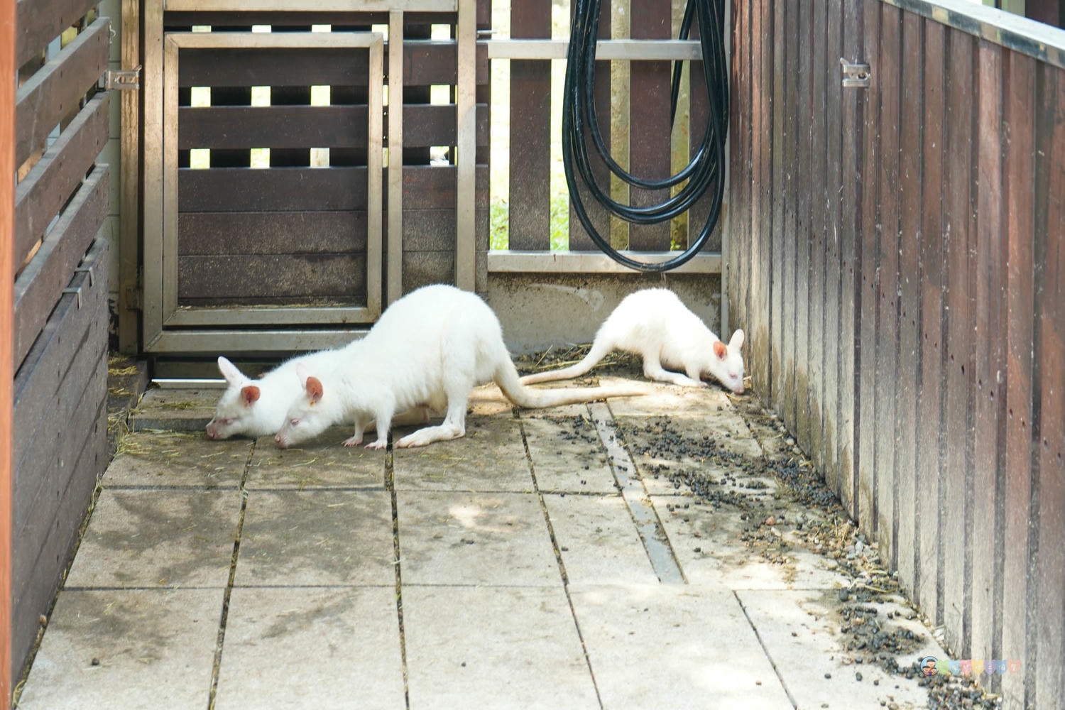 桃園|蘇家莊園》2025門票資訊,萬坪莊園,南法建築風格,小型動物園,各種稀有可愛動物與龍貓巴士。 - 第37張圖