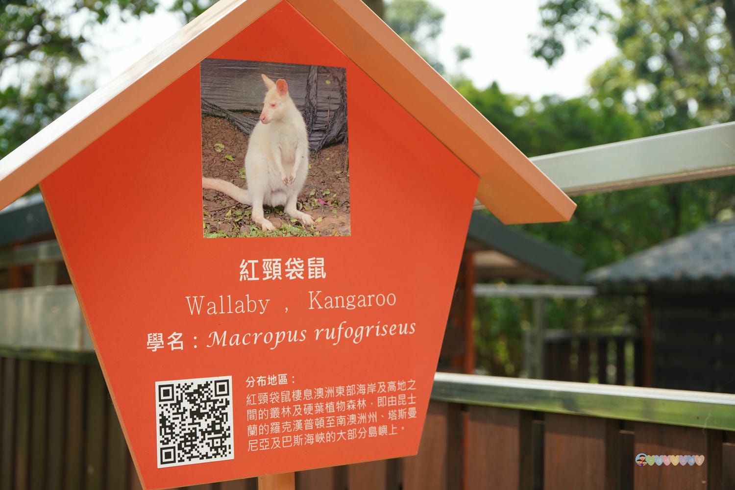 桃園|蘇家莊園》2025門票資訊,萬坪莊園,南法建築風格,小型動物園,各種稀有可愛動物與龍貓巴士。 - 第38張圖