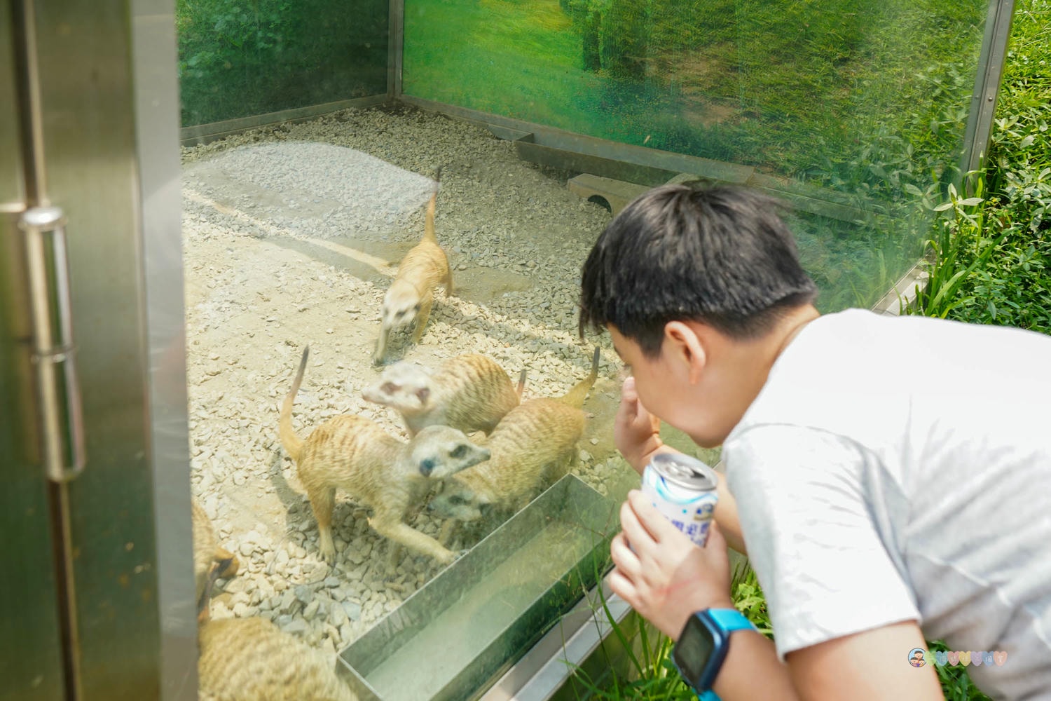桃園|蘇家莊園》2025門票資訊,萬坪莊園,南法建築風格,小型動物園,各種稀有可愛動物與龍貓巴士。 - 第43張圖