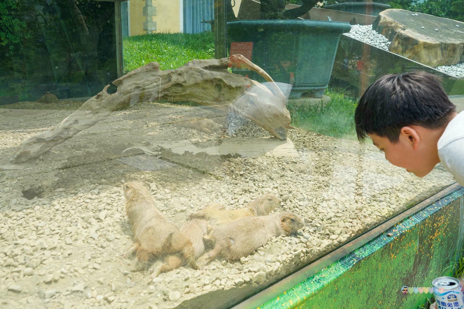 桃園|蘇家莊園》2025門票資訊,萬坪莊園,南法建築風格,小型動物園,各種稀有可愛動物與龍貓巴士。 - 第41張圖