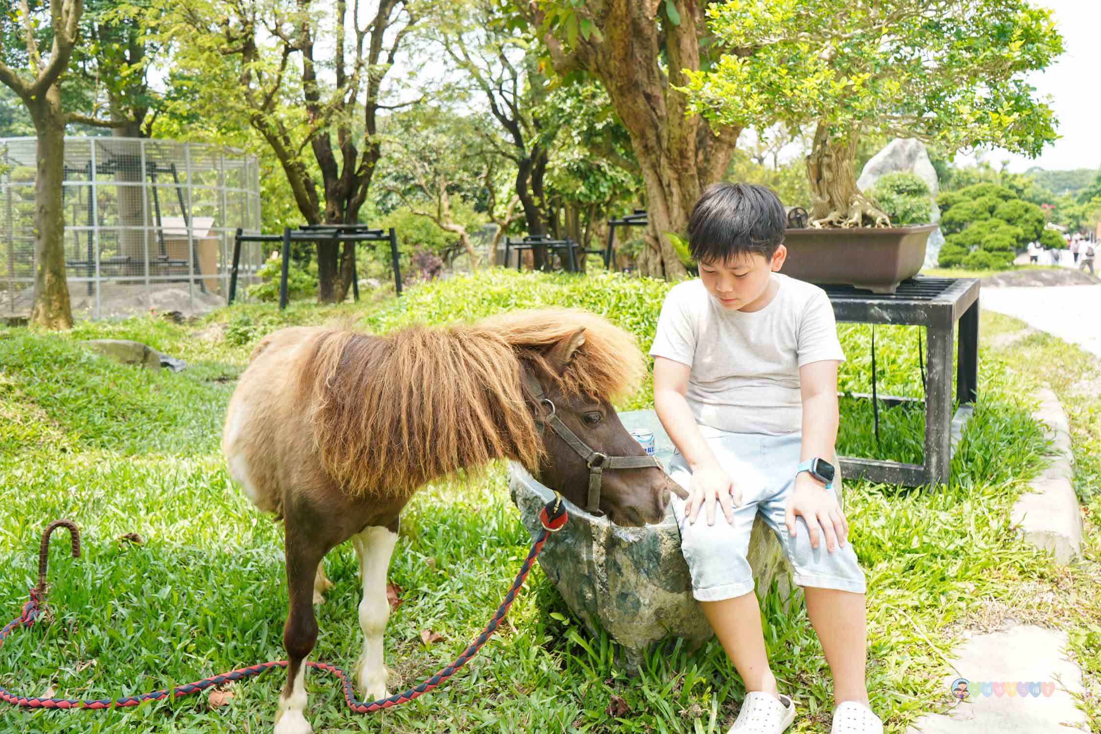 桃園|蘇家莊園》2025門票資訊,萬坪莊園,南法建築風格,小型動物園,各種稀有可愛動物與龍貓巴士。 - 第33張圖