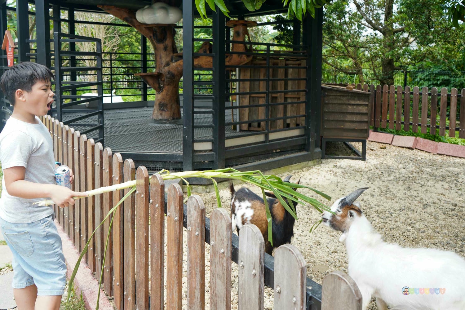 桃園|蘇家莊園》2025門票資訊,萬坪莊園,南法建築風格,小型動物園,各種稀有可愛動物與龍貓巴士。 - 第48張圖