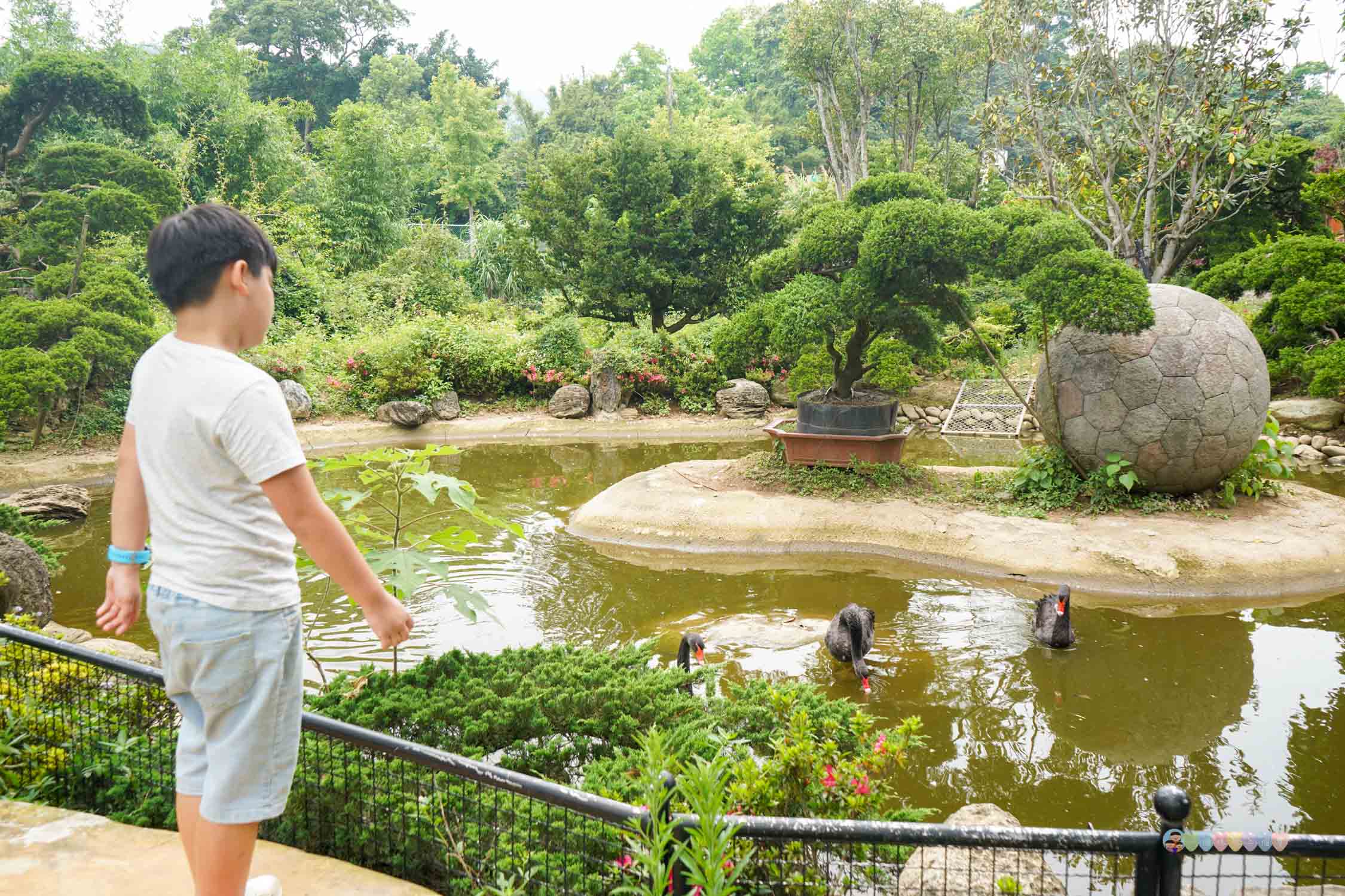 桃園|蘇家莊園》2025門票資訊,萬坪莊園,南法建築風格,小型動物園,各種稀有可愛動物與龍貓巴士。 - 第11張圖