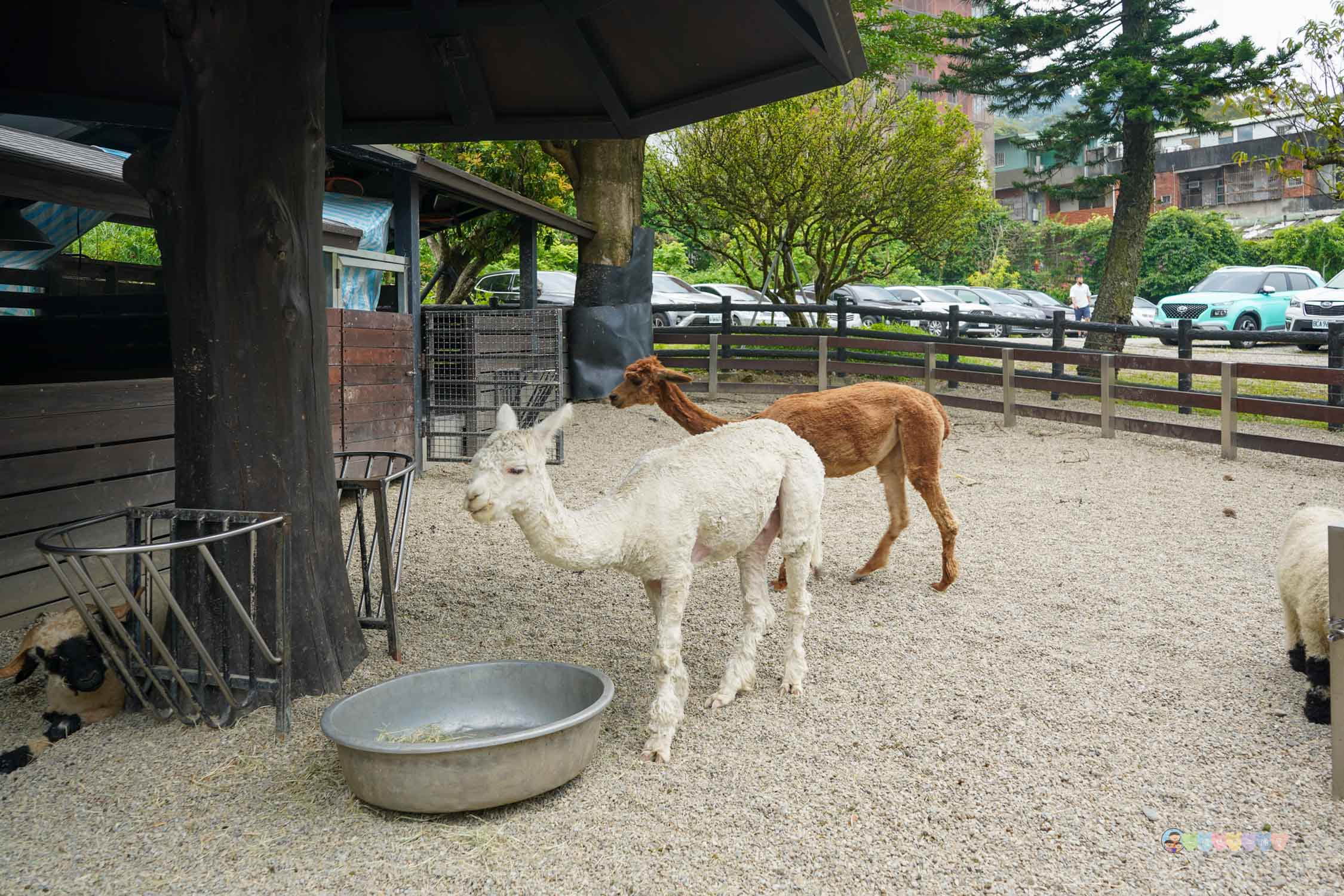 桃園|蘇家莊園》2025門票資訊,萬坪莊園,南法建築風格,小型動物園,各種稀有可愛動物與龍貓巴士。 - 第14張圖