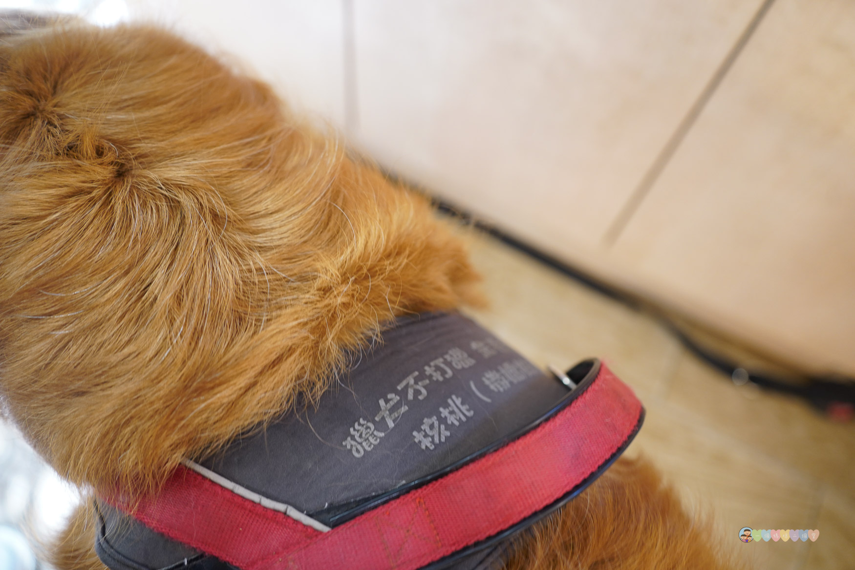 苗栗|獵犬不打獵》苗栗寵物友善餐廳!預約制,全台首間11隻黃金獵犬寵物餐廳,陪伴用餐親密互動。 - 第45張圖 苗栗親子景點推薦
獵犬不打獵
苗栗咖啡廳寵物友善
苗栗遛狗景點
苗栗卓蘭一日遊
狗狗互動體驗營
苗栗森林系咖啡廳
苗栗景點2025
親子旅遊苗栗必去
狗狗陪伴療癒景點