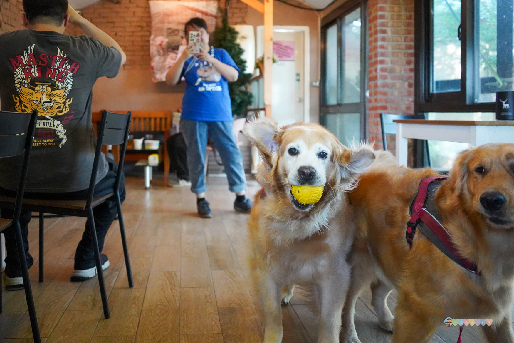 苗栗|獵犬不打獵》苗栗寵物友善餐廳!預約制,全台首間11隻黃金獵犬寵物餐廳,陪伴用餐親密互動。 - 第43張圖 苗栗親子景點推薦
獵犬不打獵
苗栗咖啡廳寵物友善
苗栗遛狗景點
苗栗卓蘭一日遊
狗狗互動體驗營
苗栗森林系咖啡廳
苗栗景點2025
親子旅遊苗栗必去
狗狗陪伴療癒景點