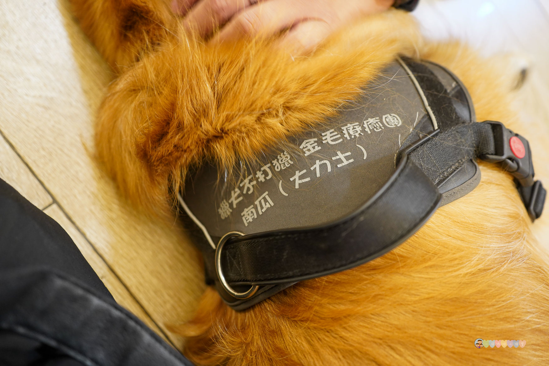 苗栗|獵犬不打獵》苗栗寵物友善餐廳!預約制,全台首間11隻黃金獵犬寵物餐廳,陪伴用餐親密互動。 - 第46張圖 苗栗親子景點推薦
獵犬不打獵
苗栗咖啡廳寵物友善
苗栗遛狗景點
苗栗卓蘭一日遊
狗狗互動體驗營
苗栗森林系咖啡廳
苗栗景點2025
親子旅遊苗栗必去
狗狗陪伴療癒景點