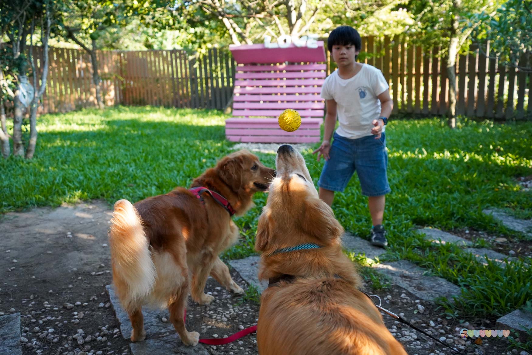 苗栗|獵犬不打獵》苗栗寵物友善餐廳!預約制,全台首間11隻黃金獵犬寵物餐廳,陪伴用餐親密互動。 - 第54張圖 苗栗親子景點推薦
獵犬不打獵
苗栗咖啡廳寵物友善
苗栗遛狗景點
苗栗卓蘭一日遊
狗狗互動體驗營
苗栗森林系咖啡廳
苗栗景點2025
親子旅遊苗栗必去
狗狗陪伴療癒景點