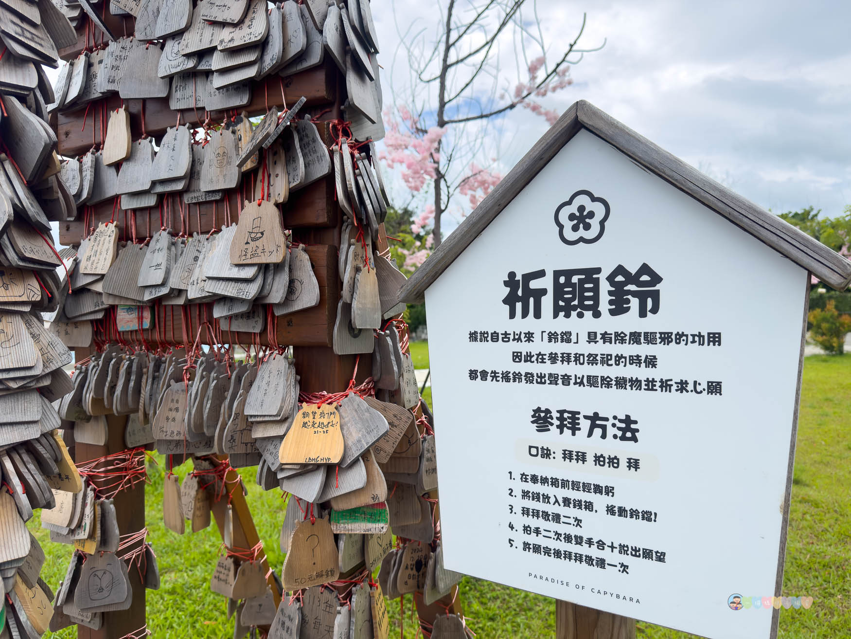 屏東|墾丁鹿ㄦ島水豚生態園區》全台唯一水豚共游,超可愛侏儒羊、日式鳥居好好拍。 - 第56張圖