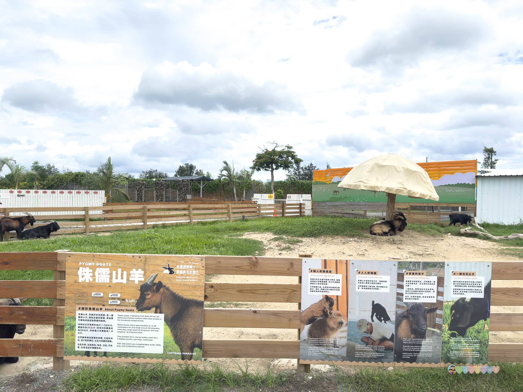 屏東|墾丁鹿ㄦ島水豚生態園區》全台唯一水豚共游,超可愛侏儒羊、日式鳥居好好拍。 - 第13張圖